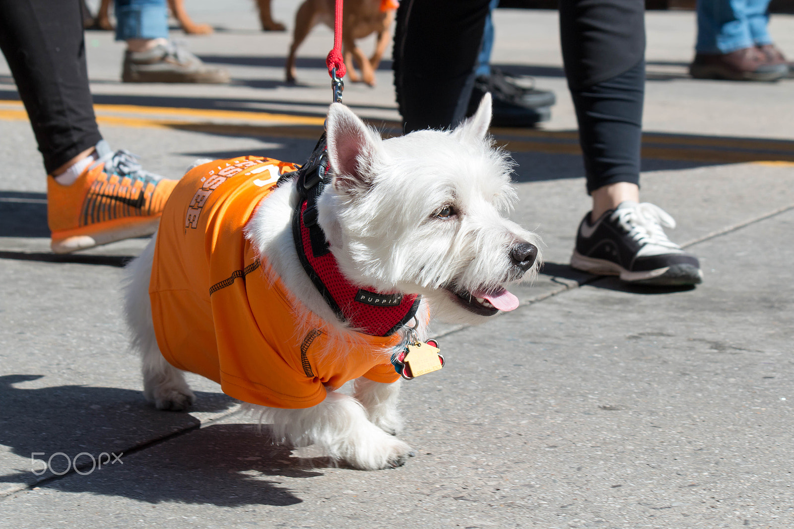 Canon EF-S 55-250mm F4-5.6 IS sample photo. Mardi growl 2017 - 1 photography