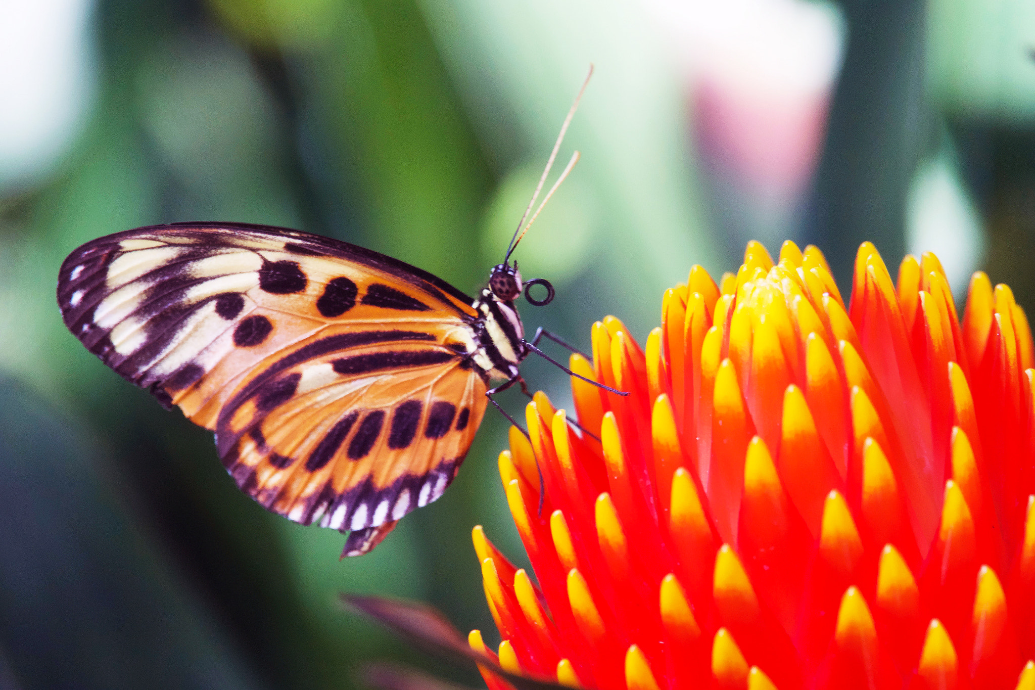 Sony 24-600mm F2.4-4.0 sample photo. Butterfly 1 photography