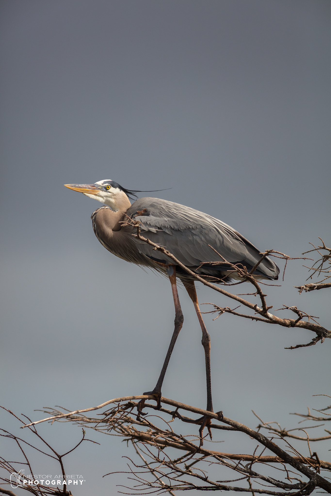 Canon EF 400mm F5.6L USM sample photo. Big blue photography