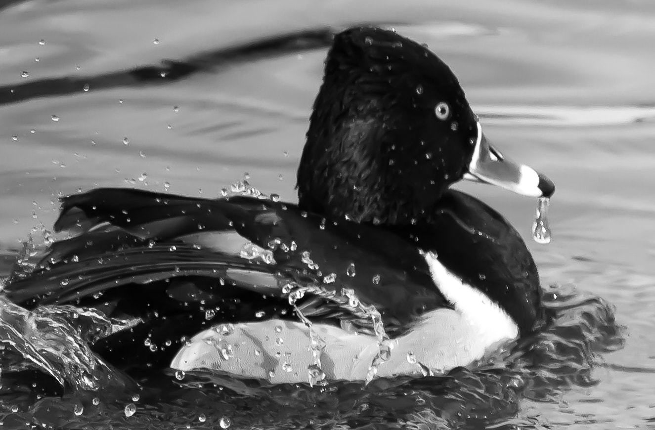 Canon EOS 600D (Rebel EOS T3i / EOS Kiss X5) + Canon EF-S 55-250mm F4-5.6 IS STM sample photo. Ring necked duck photography