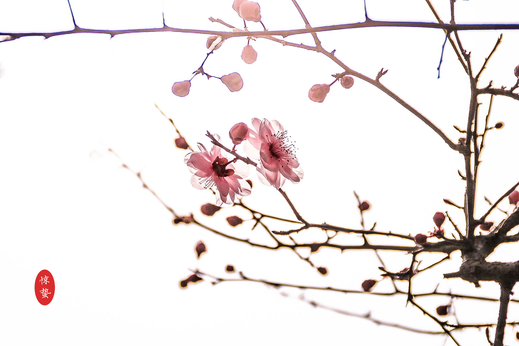 Canon EOS 750D (EOS Rebel T6i / EOS Kiss X8i) sample photo. () photography