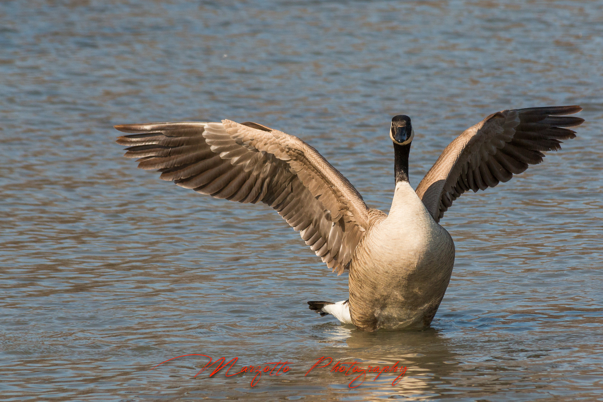 Canon EF-S 55-250mm F4-5.6 IS II sample photo. Do not mess with me photography
