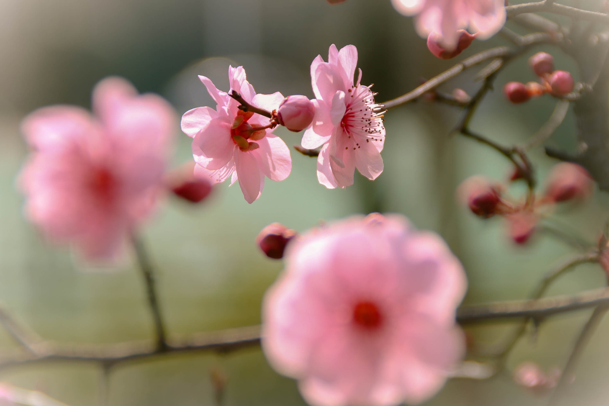 Canon EOS 750D (EOS Rebel T6i / EOS Kiss X8i) sample photo. Img photography