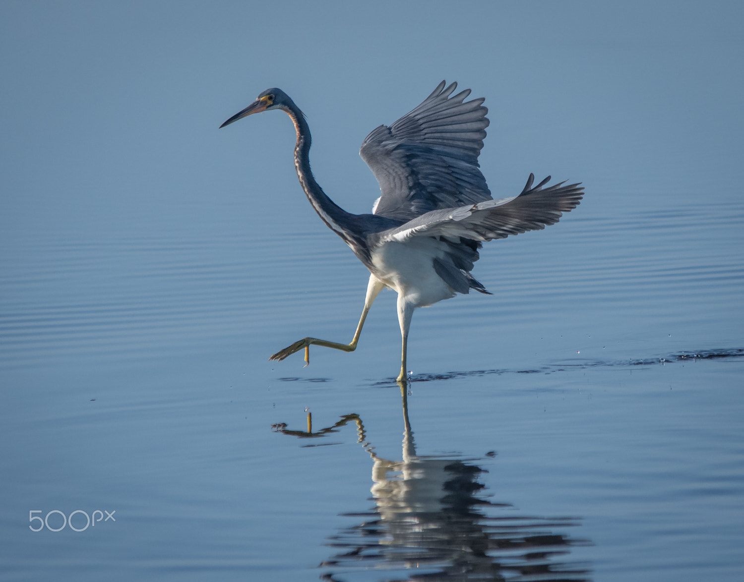 Nikon D500 + Sigma 150-500mm F5-6.3 DG OS HSM sample photo. Tri-colored dancing photography