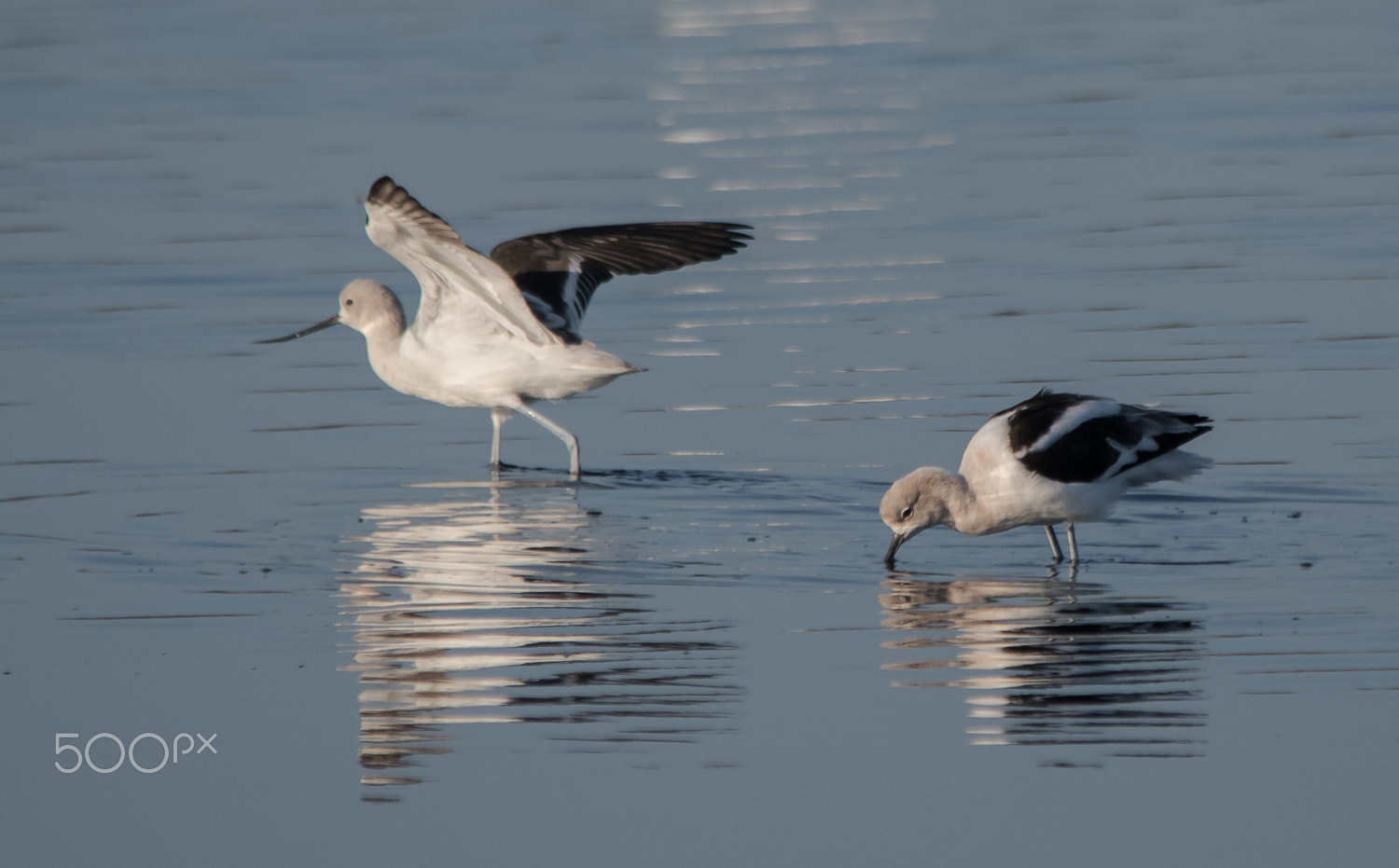 Nikon D500 + Sigma 150-500mm F5-6.3 DG OS HSM sample photo. Avocets photography