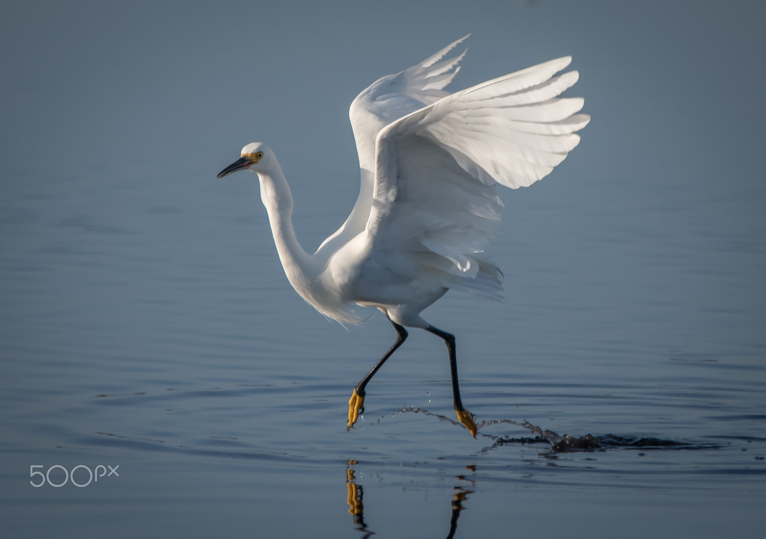 Nikon D500 + Sigma 150-500mm F5-6.3 DG OS HSM sample photo. Water dance photography