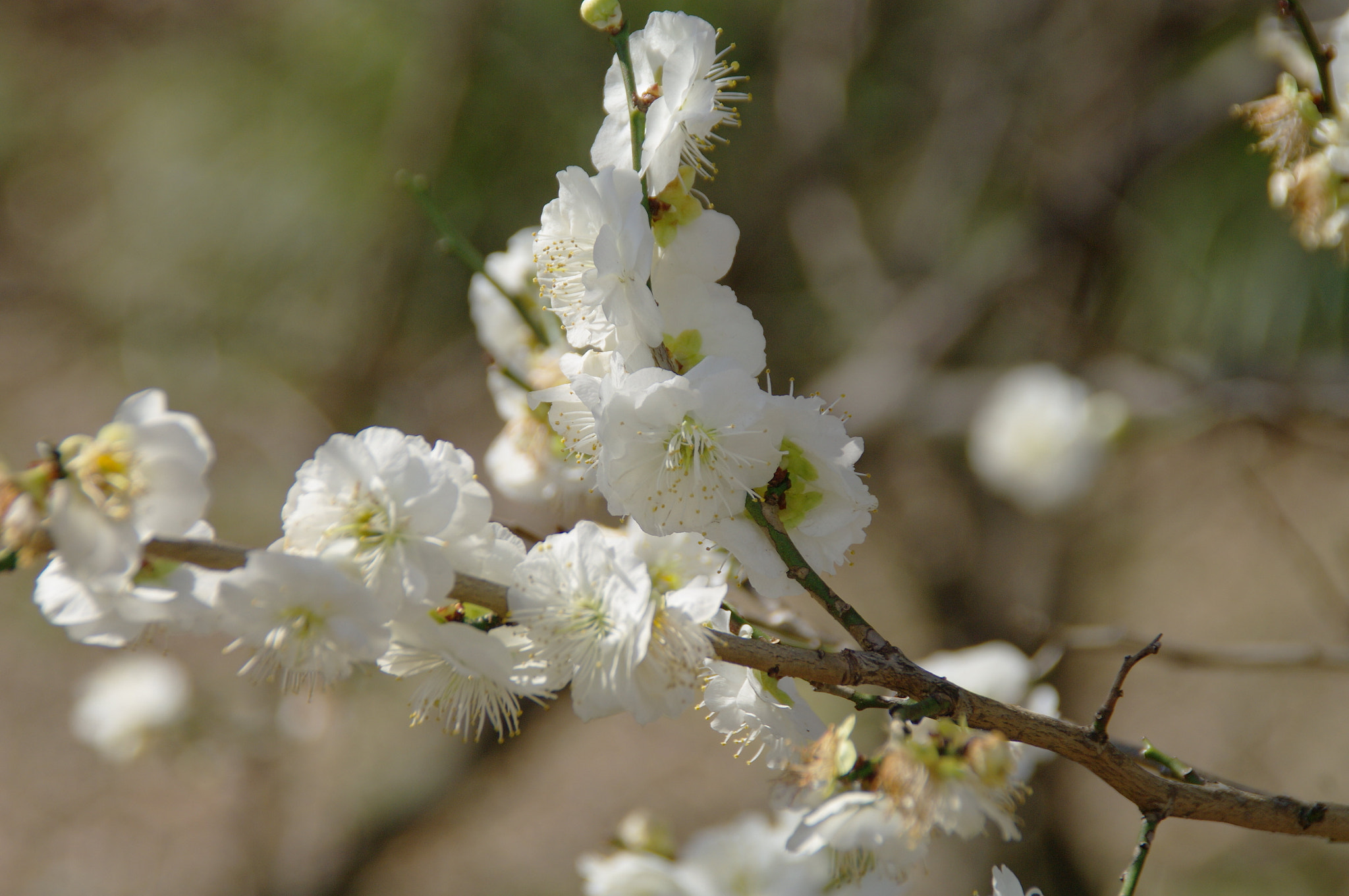 Pentax K20D sample photo. Japanese plum tree photography
