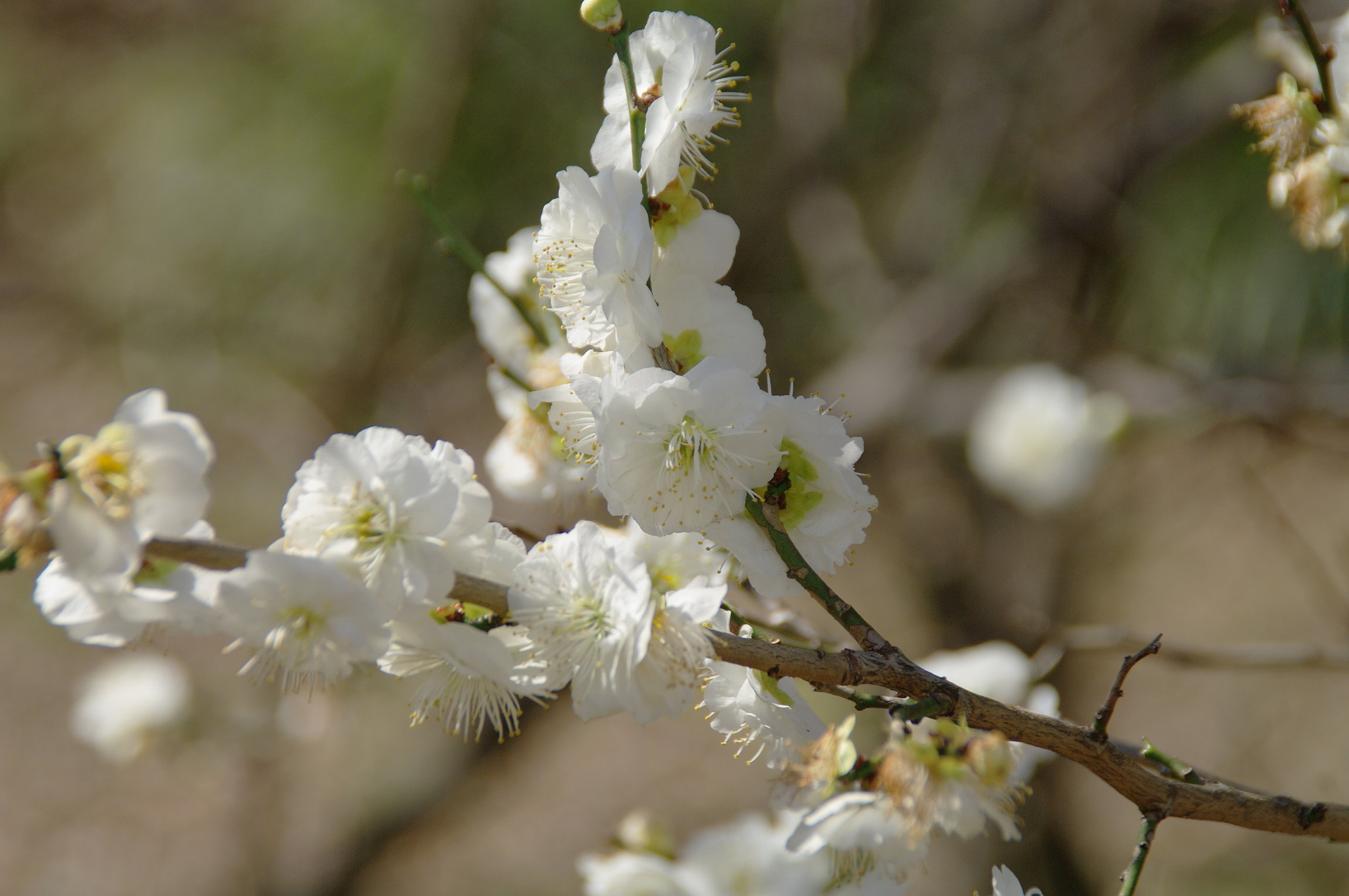 Tamron AF 18-200mm F3.5-6.3 XR Di II LD Aspherical (IF) Macro sample photo. Japanese plum tree photography