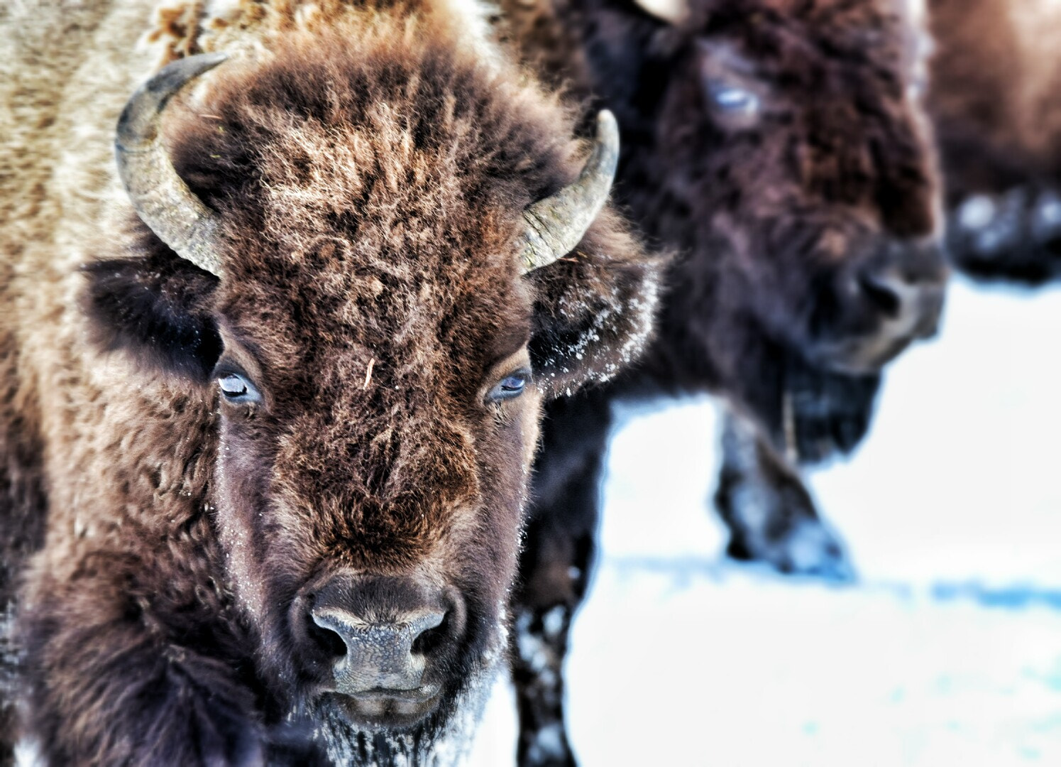 Sigma 150-600mm F5-6.3 DG OS HSM | C sample photo. Bison stare down photography