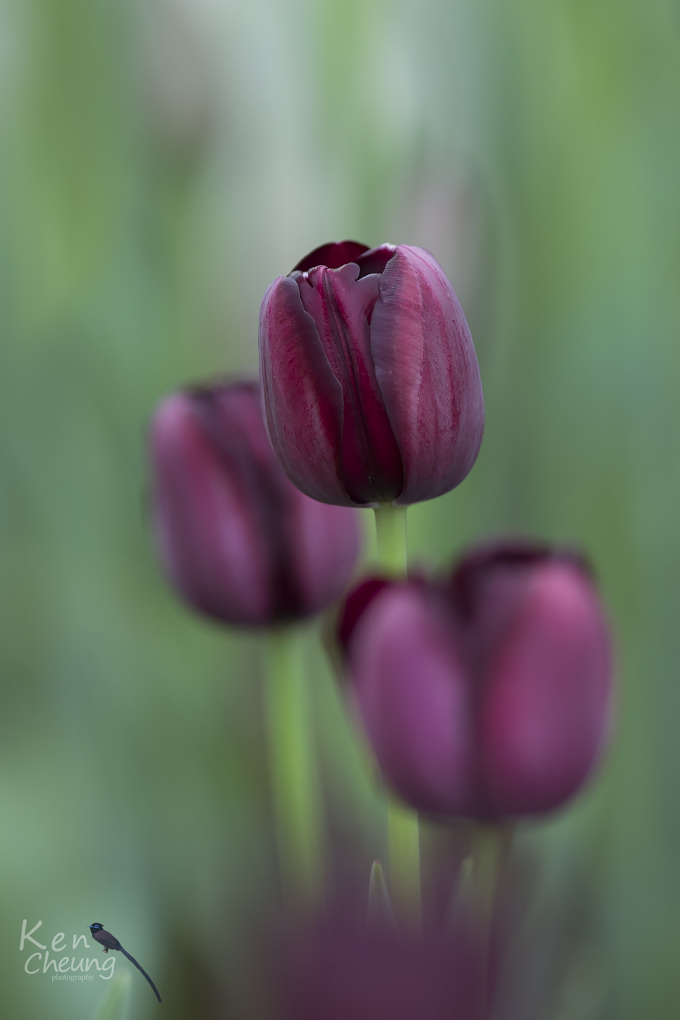 Canon EF 300mm F2.8L IS USM sample photo. Tulipa photography