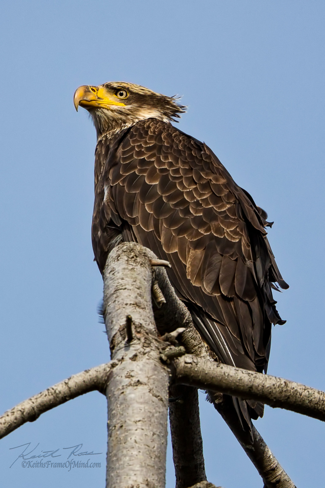 Canon EOS-1D X Mark II sample photo. Bald eagle- the awkward teenager years photography