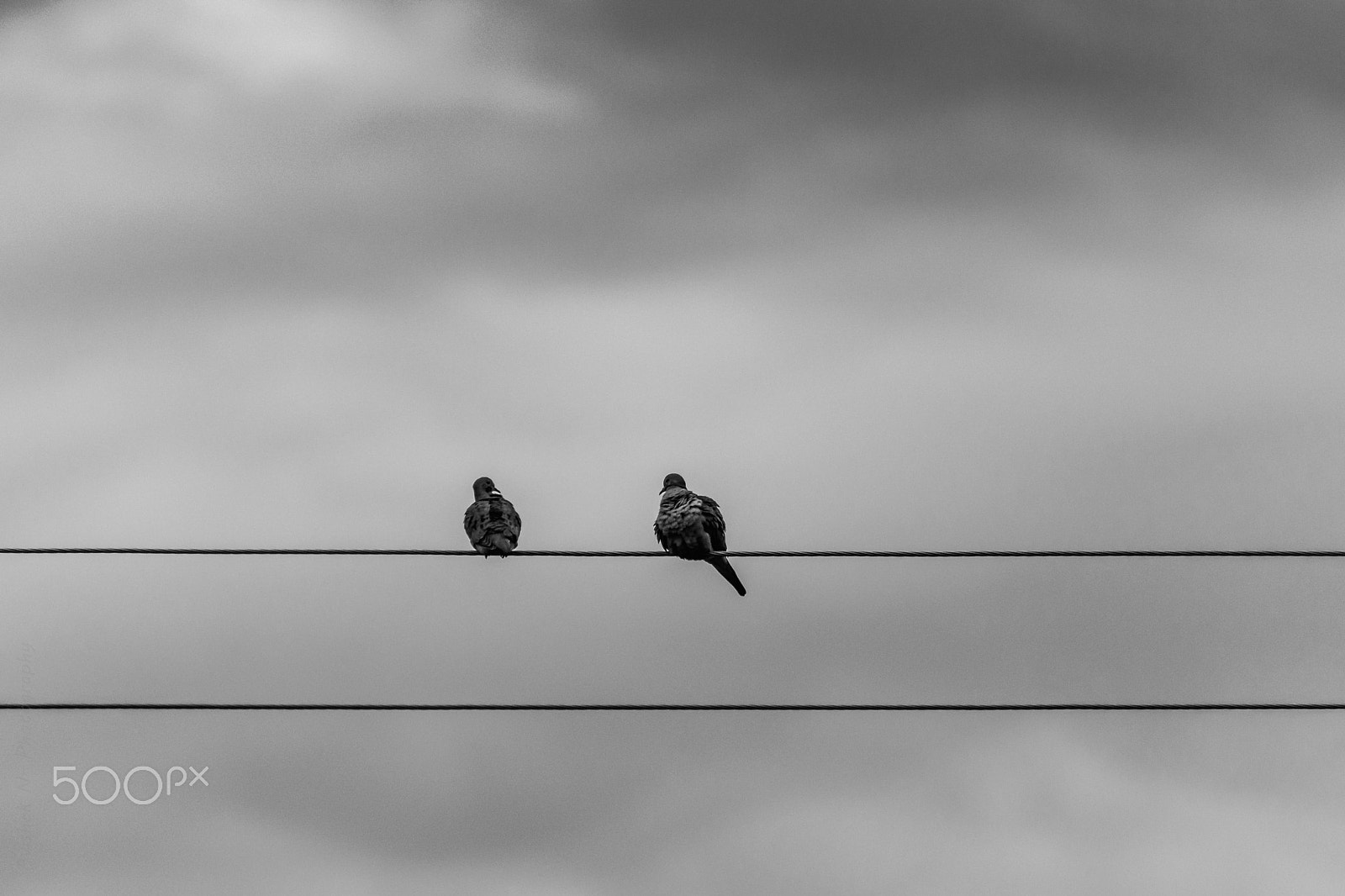 Nikon AF-Nikkor 80-200mm F2.8D ED sample photo. Pigeons photography