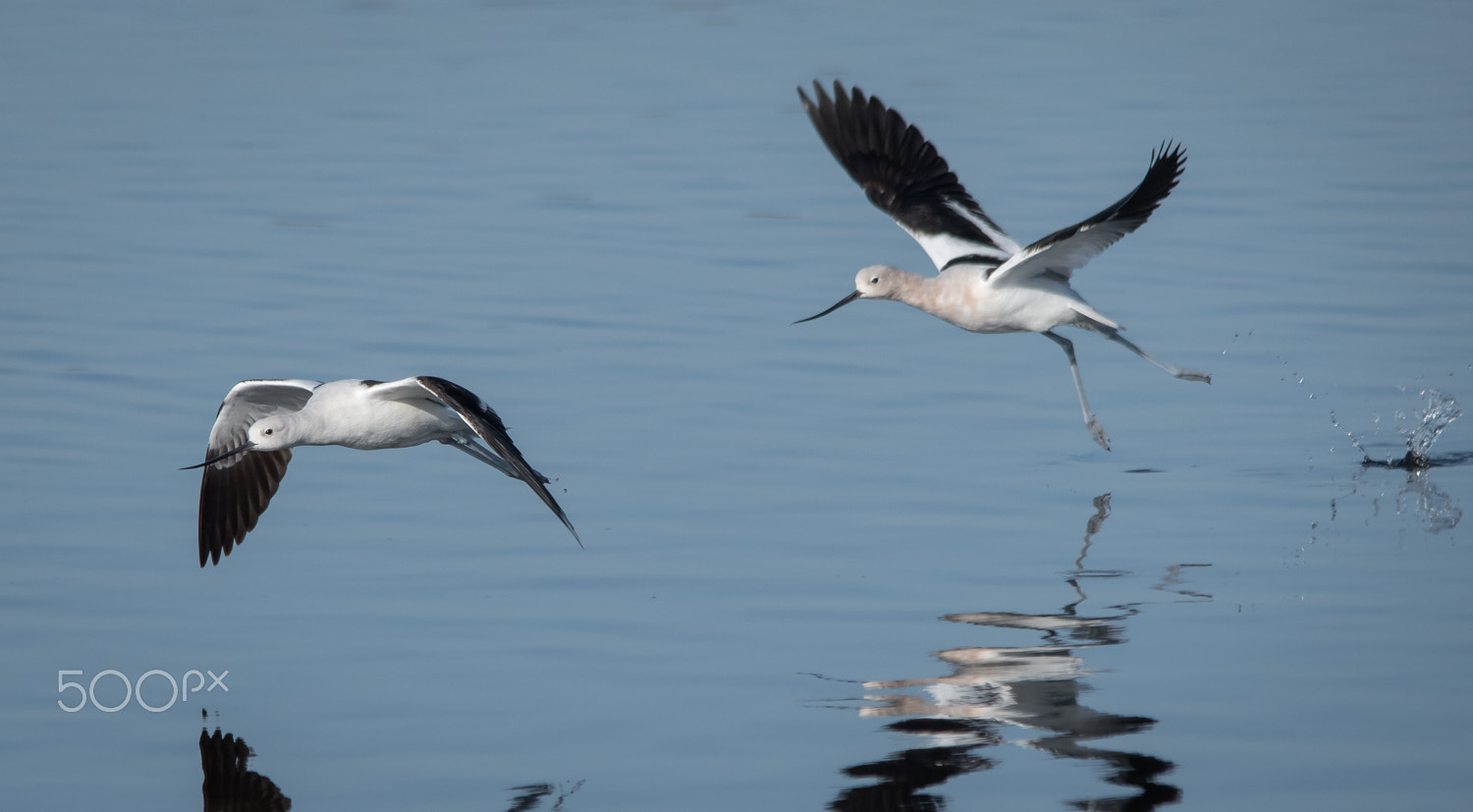 Nikon D500 + Sigma 150-500mm F5-6.3 DG OS HSM sample photo. Take off photography