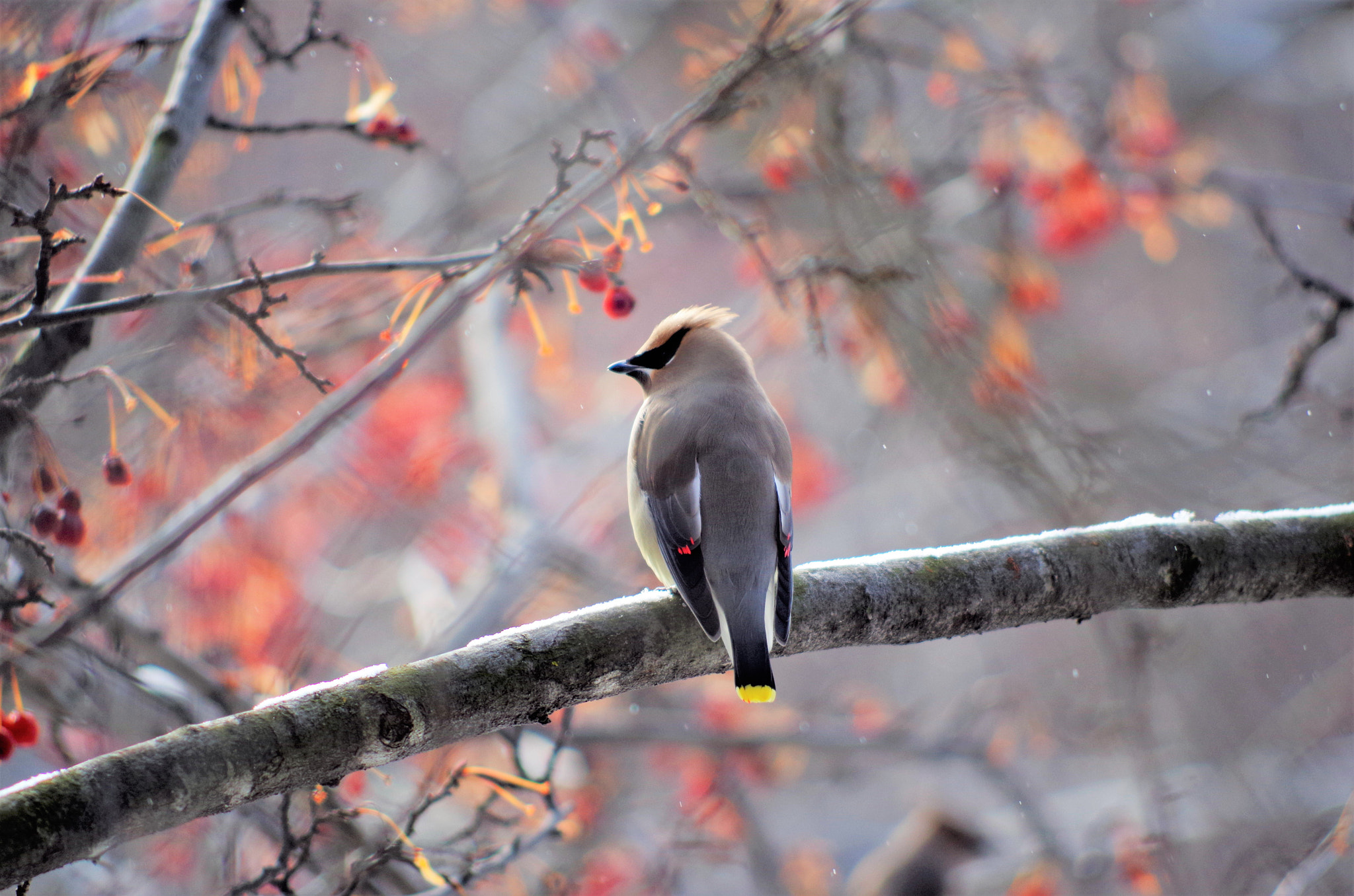 smc PENTAX-DA L 55-300mm F4-5.8 ED sample photo. Nature photography