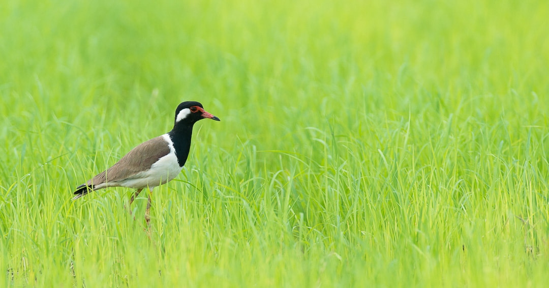 Nikon D800 + Nikon AF-S Nikkor 500mm F4G ED VR sample photo. Red-wattled lapwing. this image was made a few yea ... photography