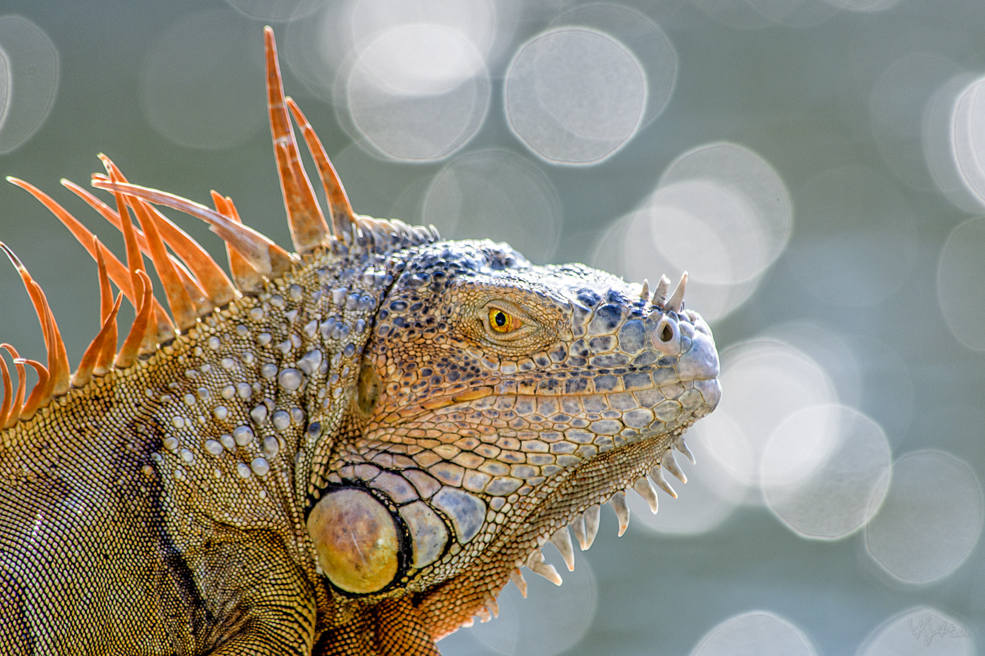 Nikon D500 sample photo. Green iguana photography