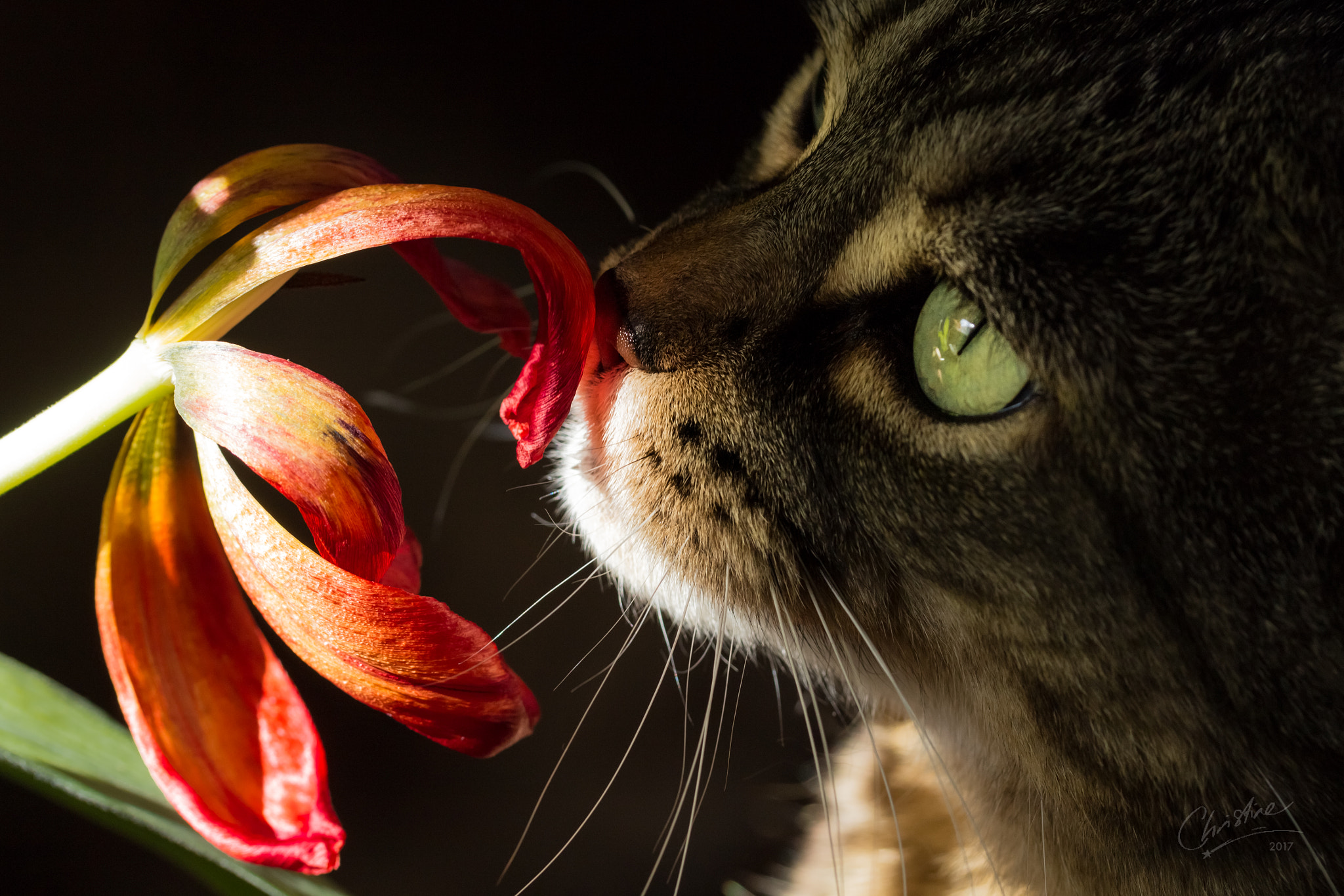 Canon EF-S 60mm F2.8 Macro USM sample photo. Scented sunshine photography