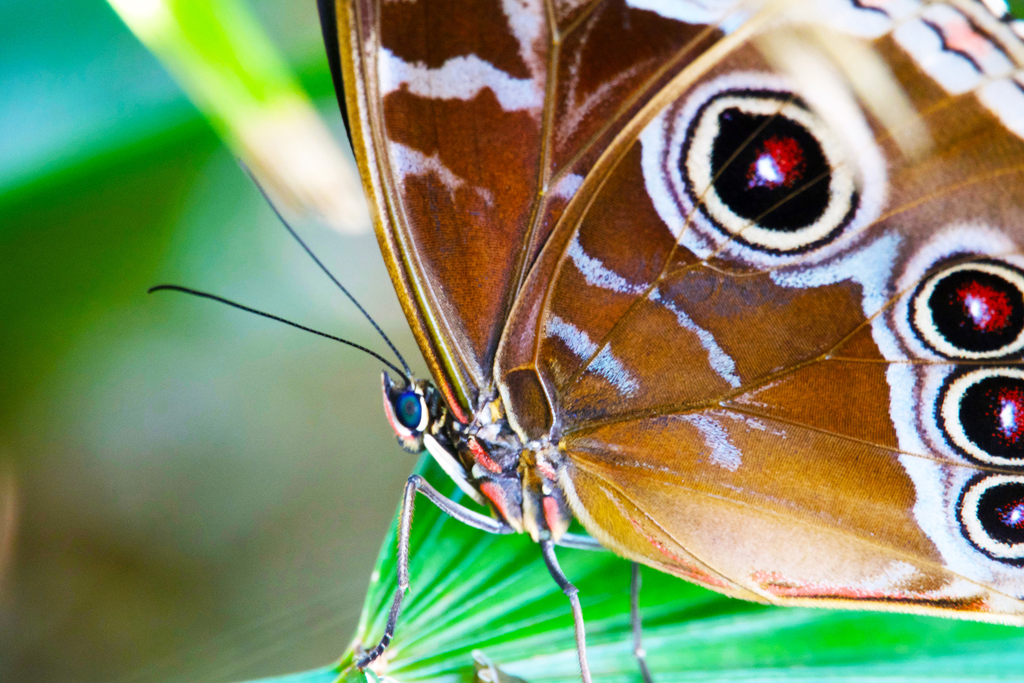 Sony 24-600mm F2.4-4.0 sample photo. Butterfly 2 photography