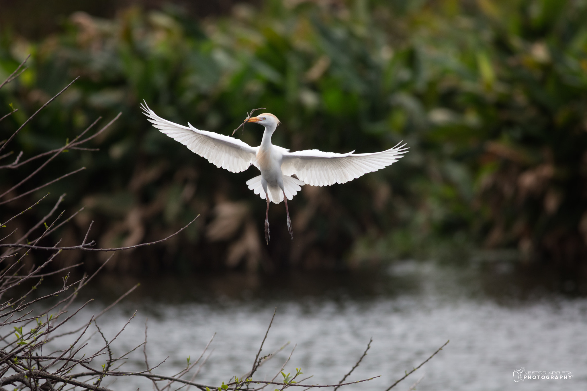 Canon EF 400mm F5.6L USM sample photo. Cattle egret photography