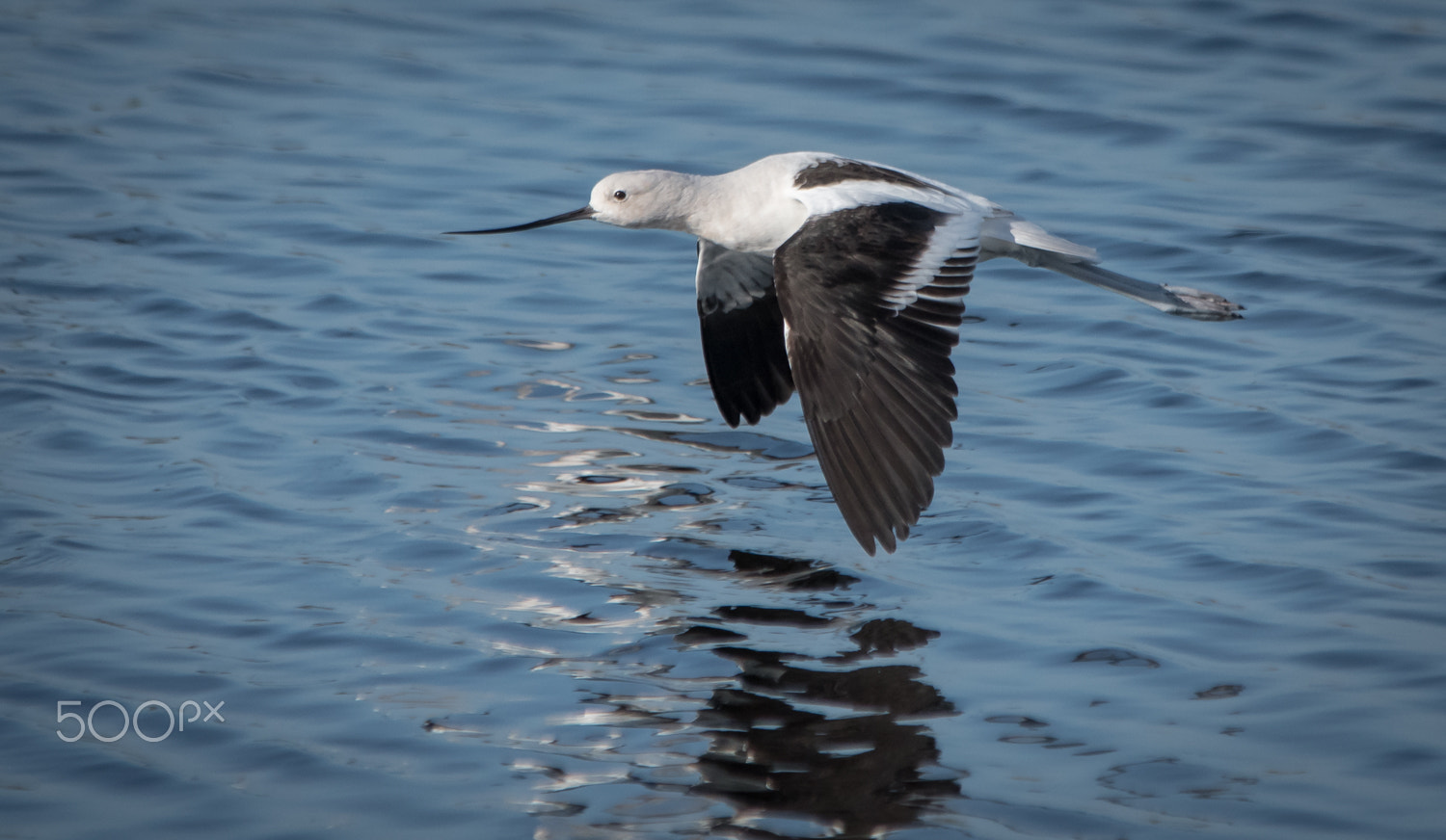 Nikon D500 + Sigma 150-500mm F5-6.3 DG OS HSM sample photo. Flight photography