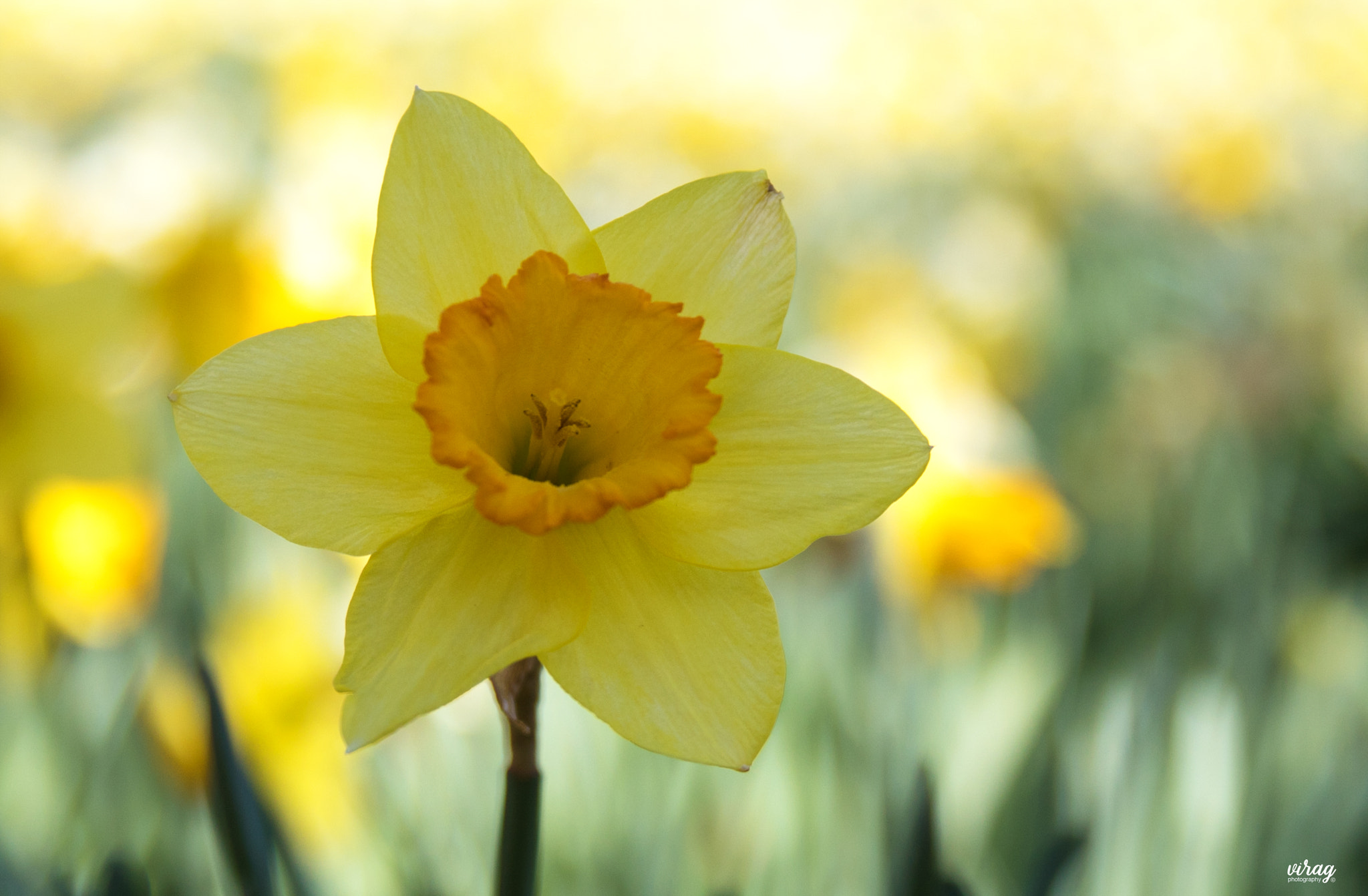 Sigma 24-70mm F2.8 EX DG Macro sample photo. Daffodil photography