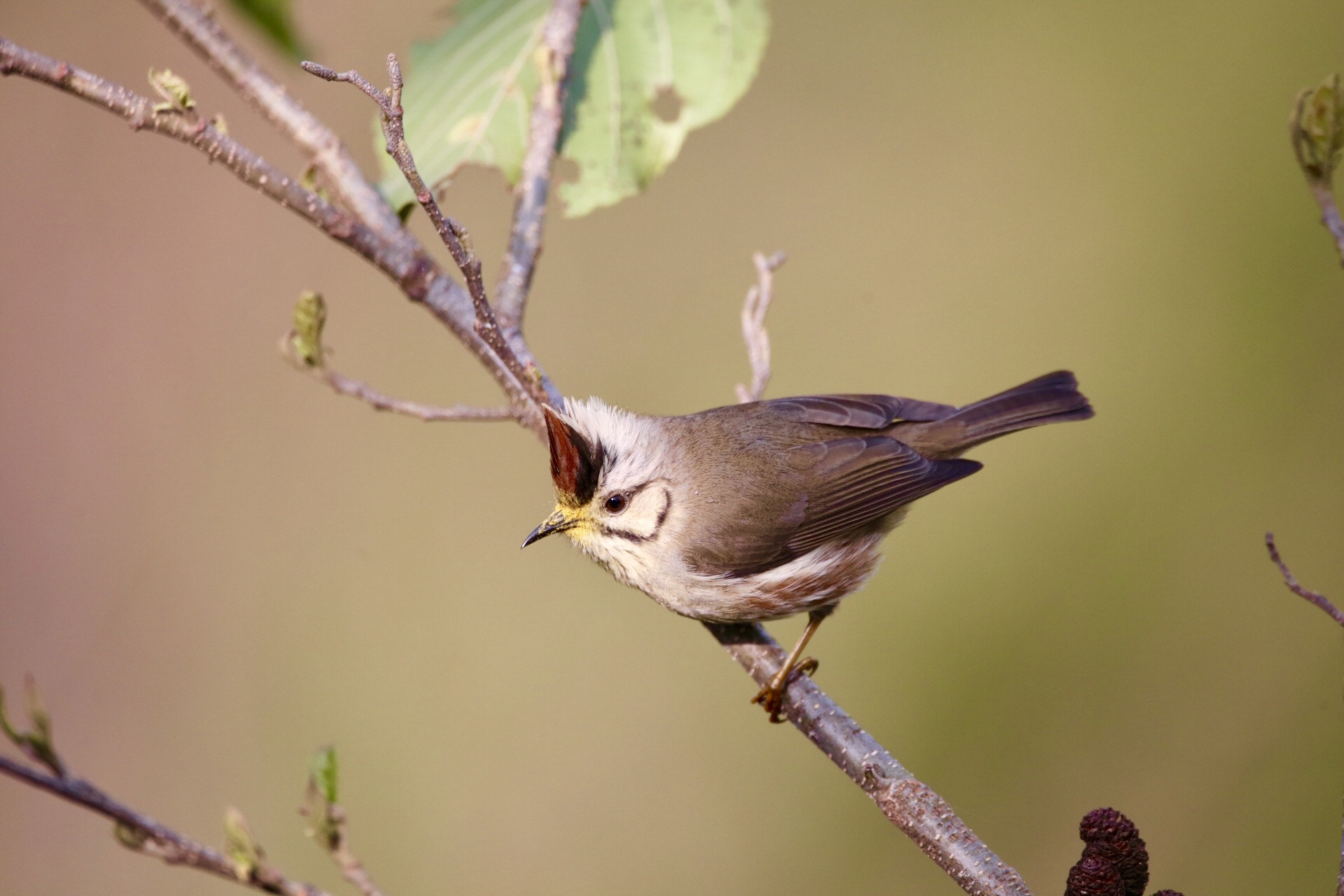 Sigma 150mm f/2.8 EX DG OS HSM APO Macro sample photo. Unknown bird photography