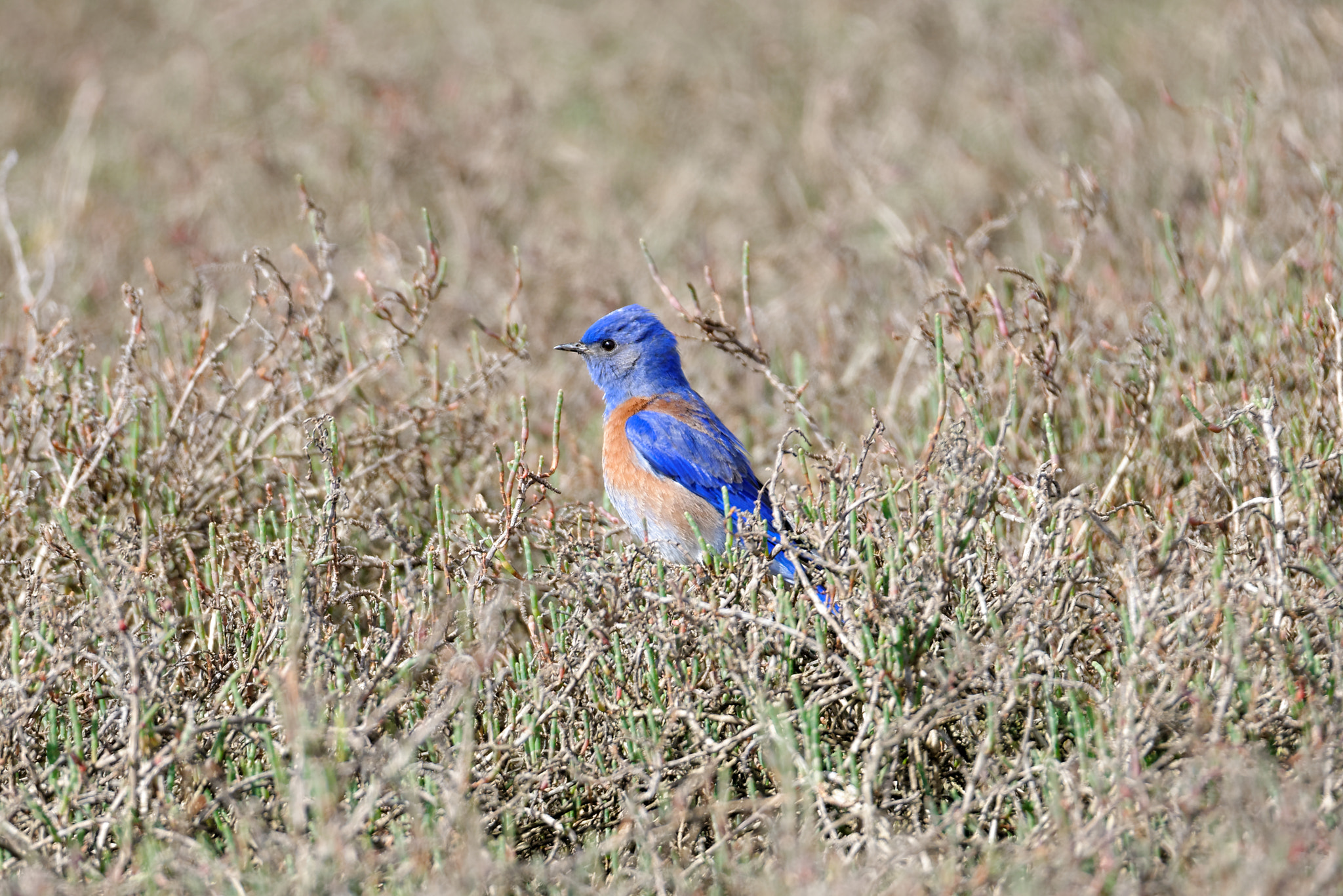 Sigma 150-600mm F5-6.3 DG OS HSM | S sample photo. The western bluebird photography