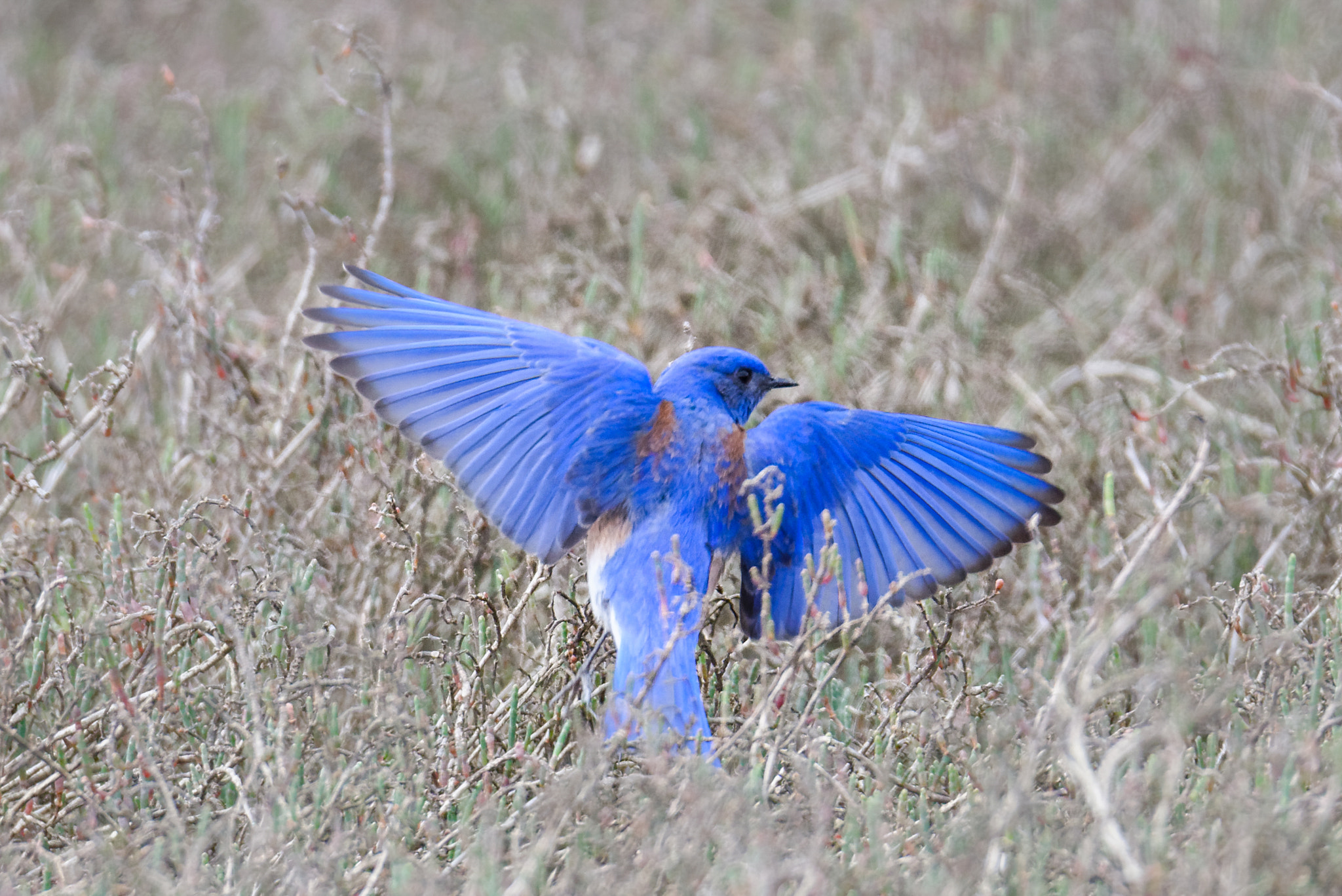 Sigma 150-600mm F5-6.3 DG OS HSM | S sample photo. The western bluebird photography