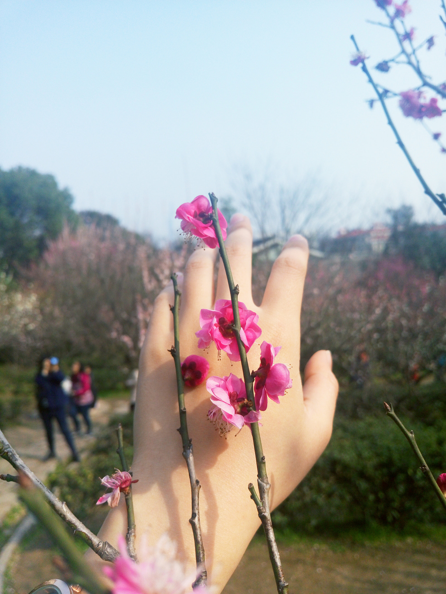 Meizu MX5 sample photo. Live in nature photography