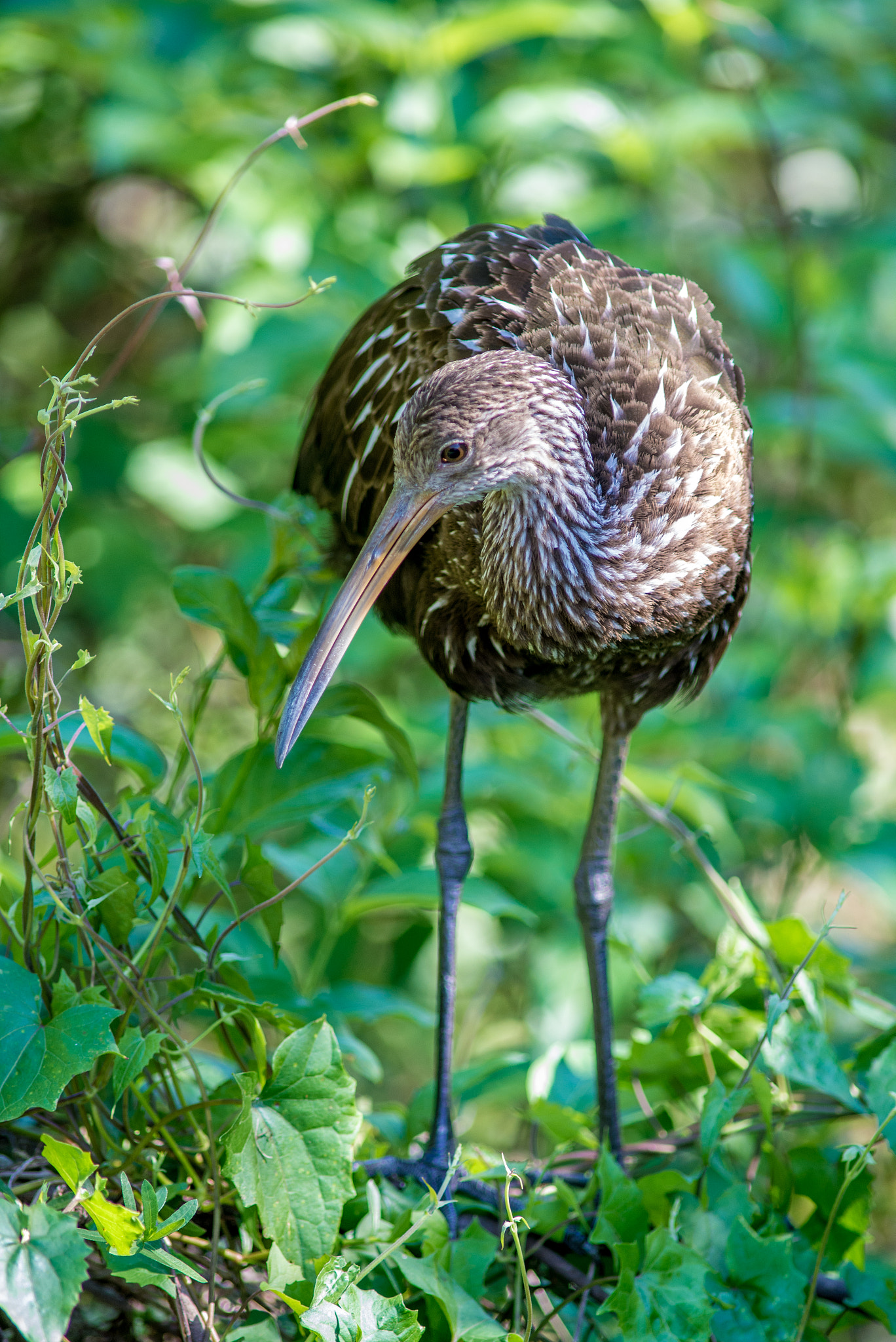 Nikon D610 + AF Nikkor 300mm f/4 IF-ED sample photo. Limpkin and vine photography