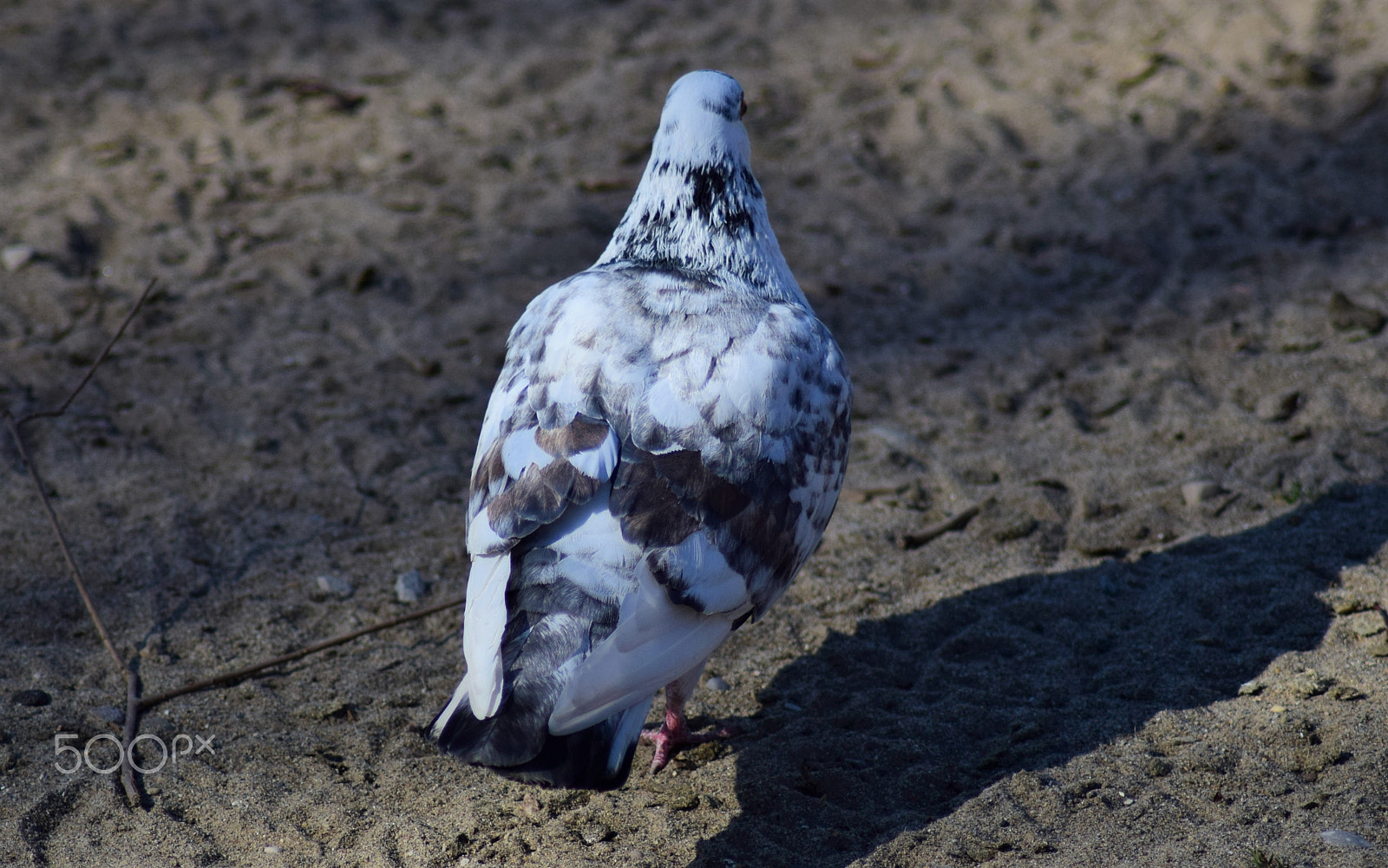 Nikon D3300 + Tamron AF 70-300mm F4-5.6 Di LD Macro sample photo. Pigeon back photography