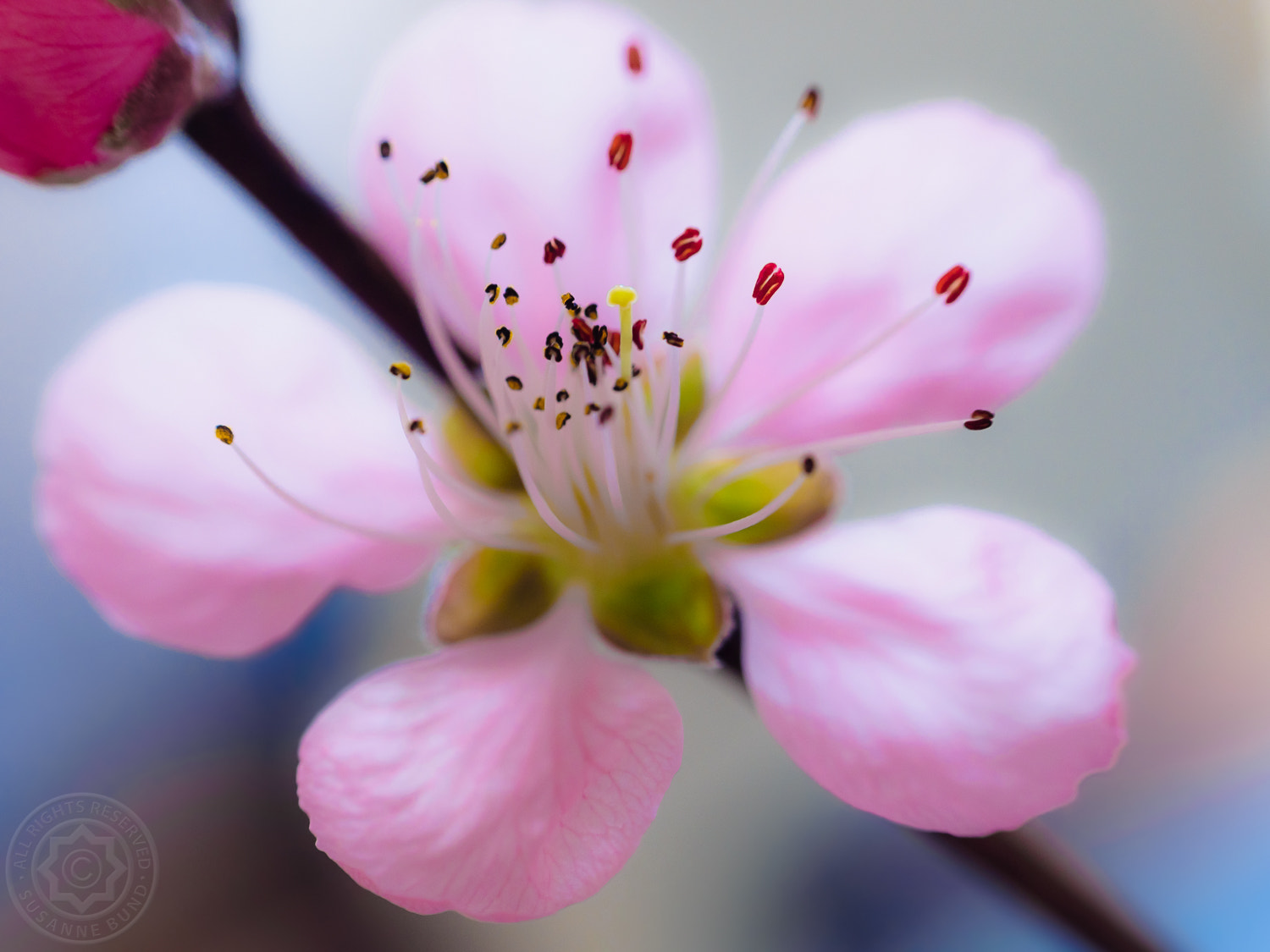 Olympus OM-D E-M1 + Olympus M.Zuiko Digital 45mm F1.8 sample photo. Spring photography