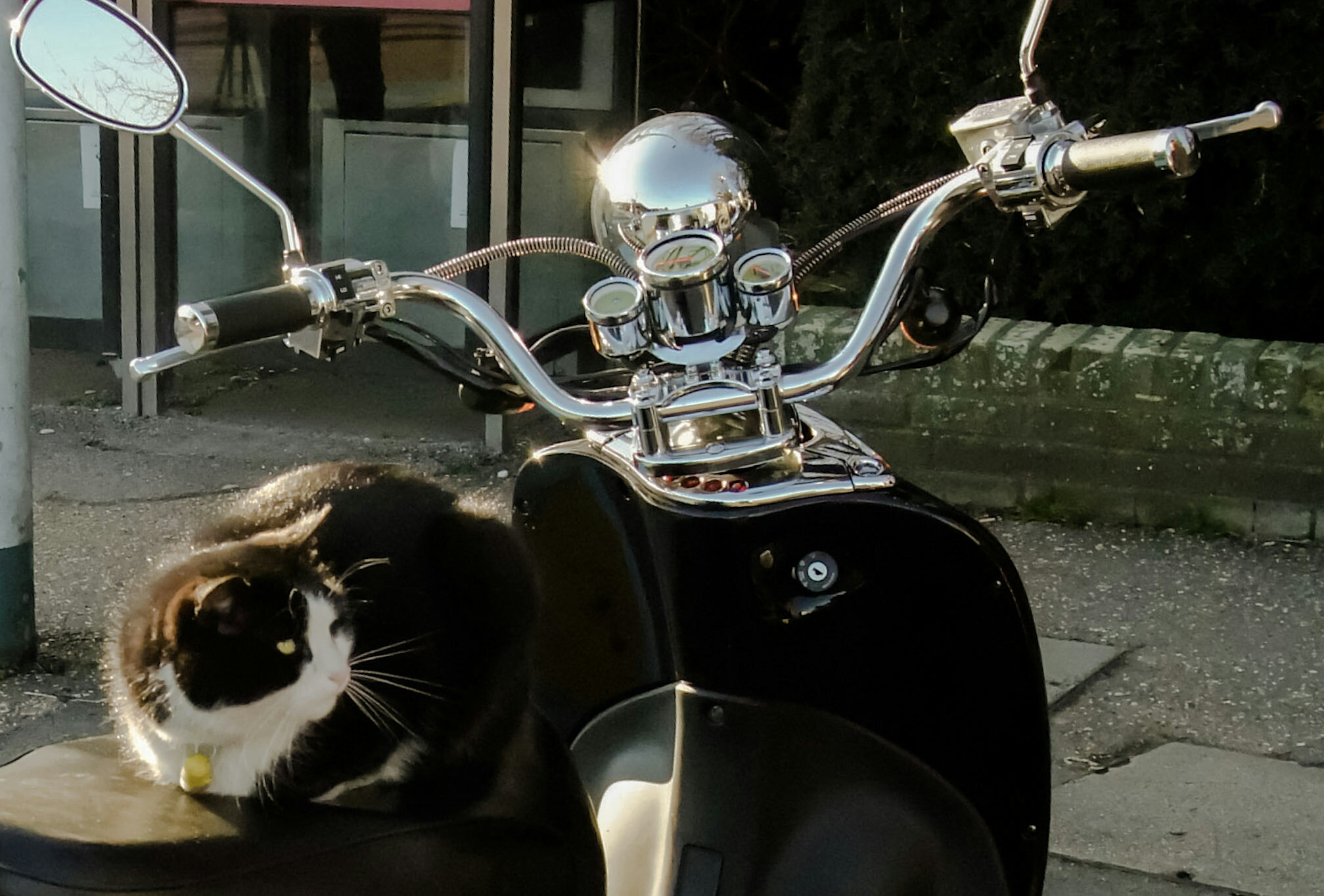 Fujifilm FinePix F100fd sample photo. Cat on the bike photography