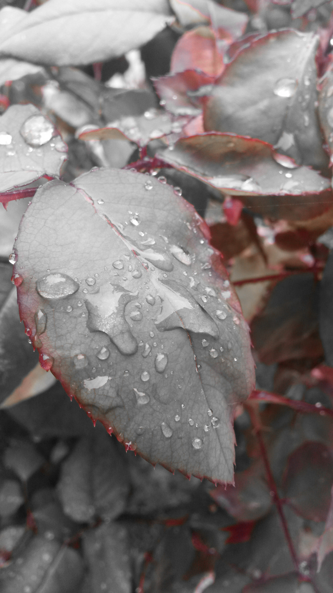 Samsung Galaxy S4 Active sample photo. Raindrops on a rose leaf photography