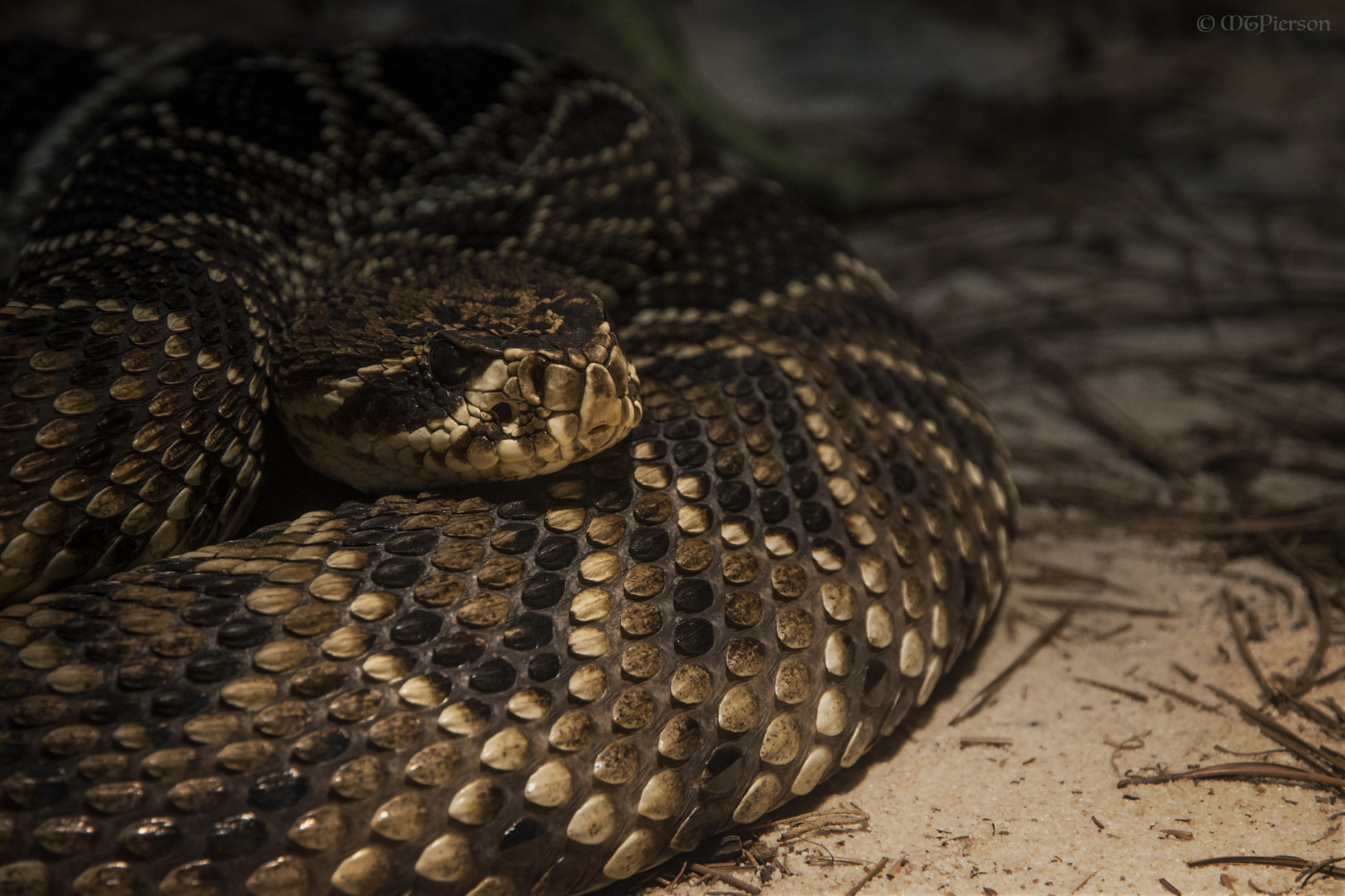 Nikon D7200 sample photo. Eastern diamondback rattlesnake photography