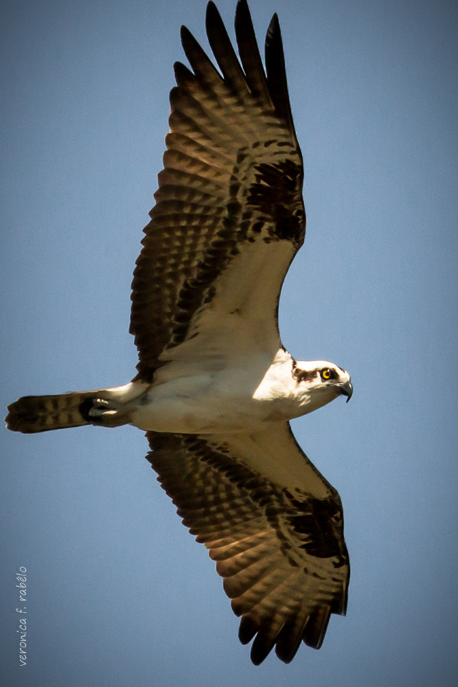 Canon EOS 70D + Canon EF 70-200mm F2.8L USM sample photo. Osprey flying over me photography