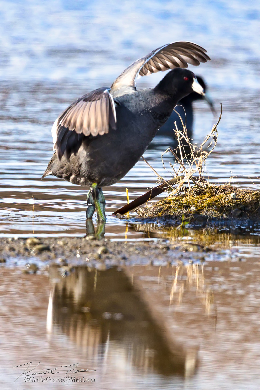 Canon EOS-1D X Mark II + Canon EF 600mm F4L IS II USM sample photo. 490. ballerina coot photography