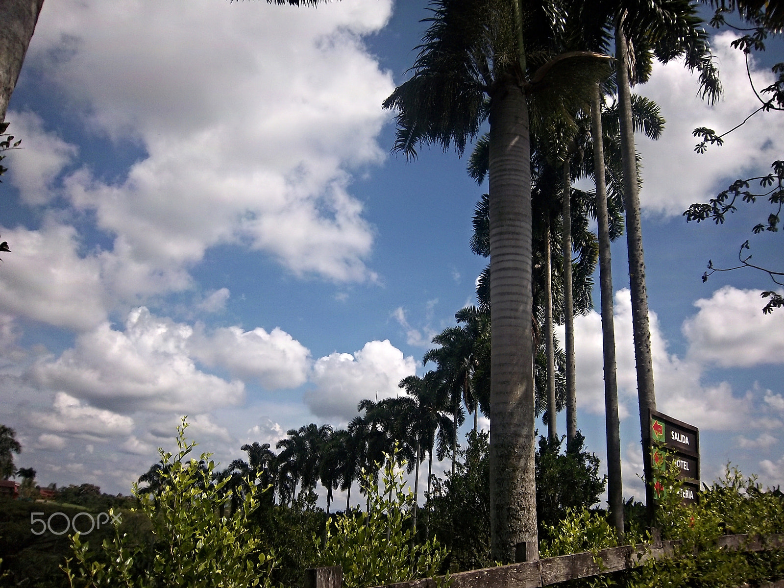Kodak EasyShare M550 sample photo. El camino de las palmeras photography