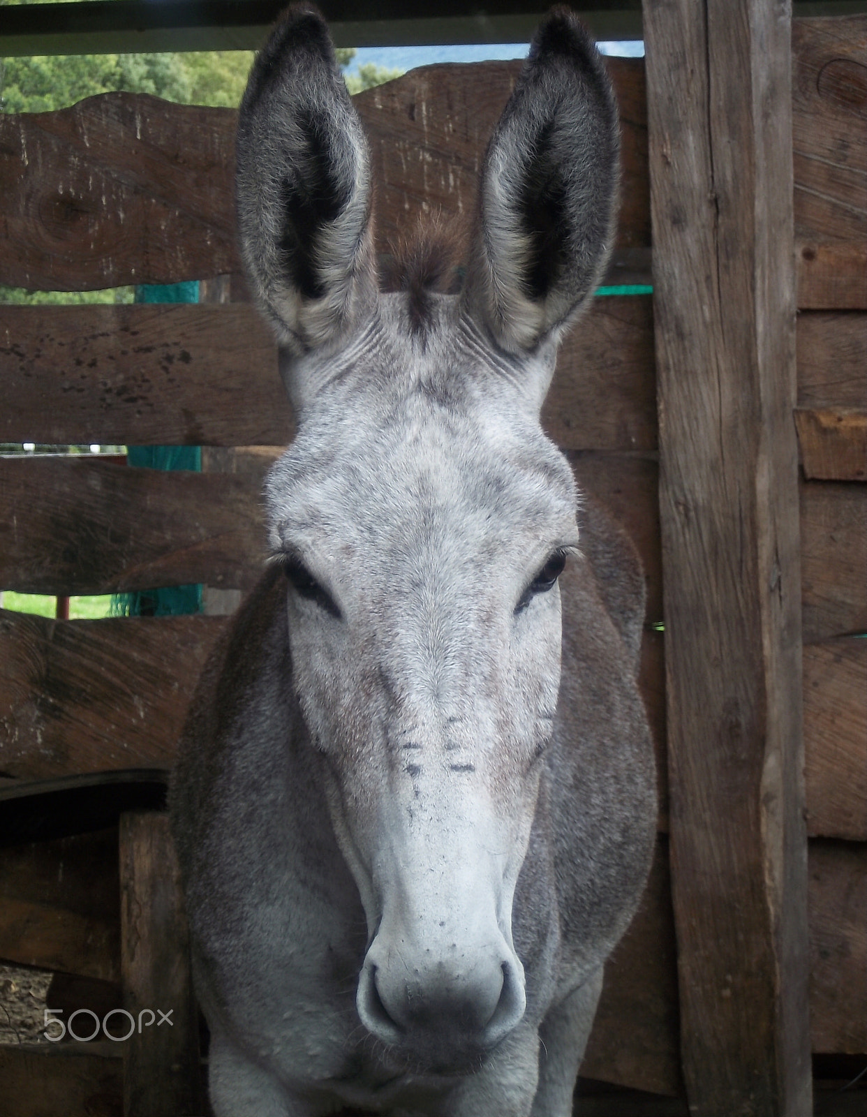 Kodak EasyShare M550 sample photo. Donkey photography