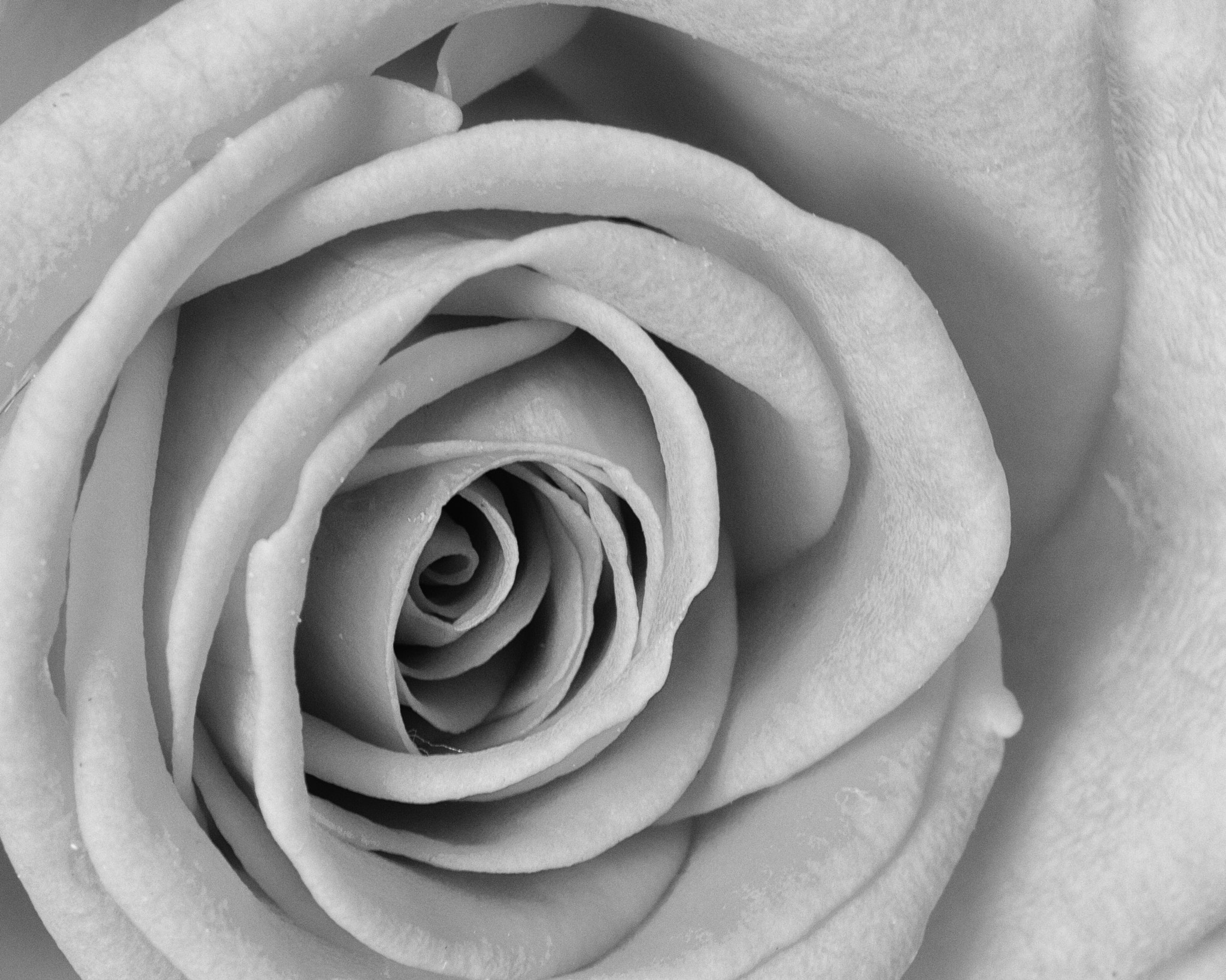 Canon EF-S 60mm F2.8 Macro USM sample photo. B&w pink rose photography