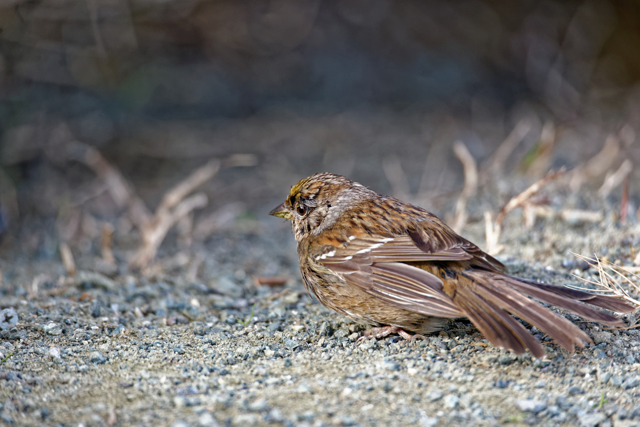 Sigma 150-600mm F5-6.3 DG OS HSM | S sample photo. Savannah sparrow photography