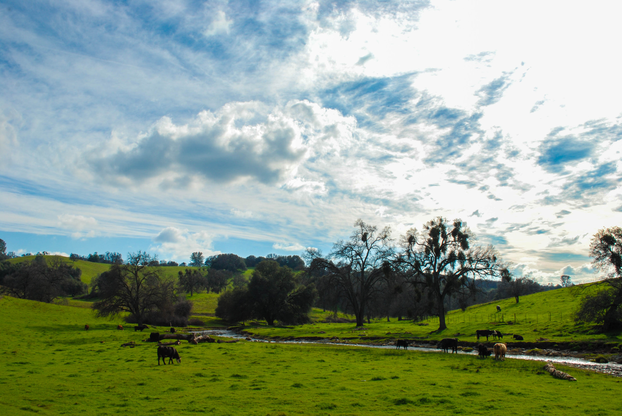 Nikon D80 sample photo. Green grass, blue skies, brown cows photography