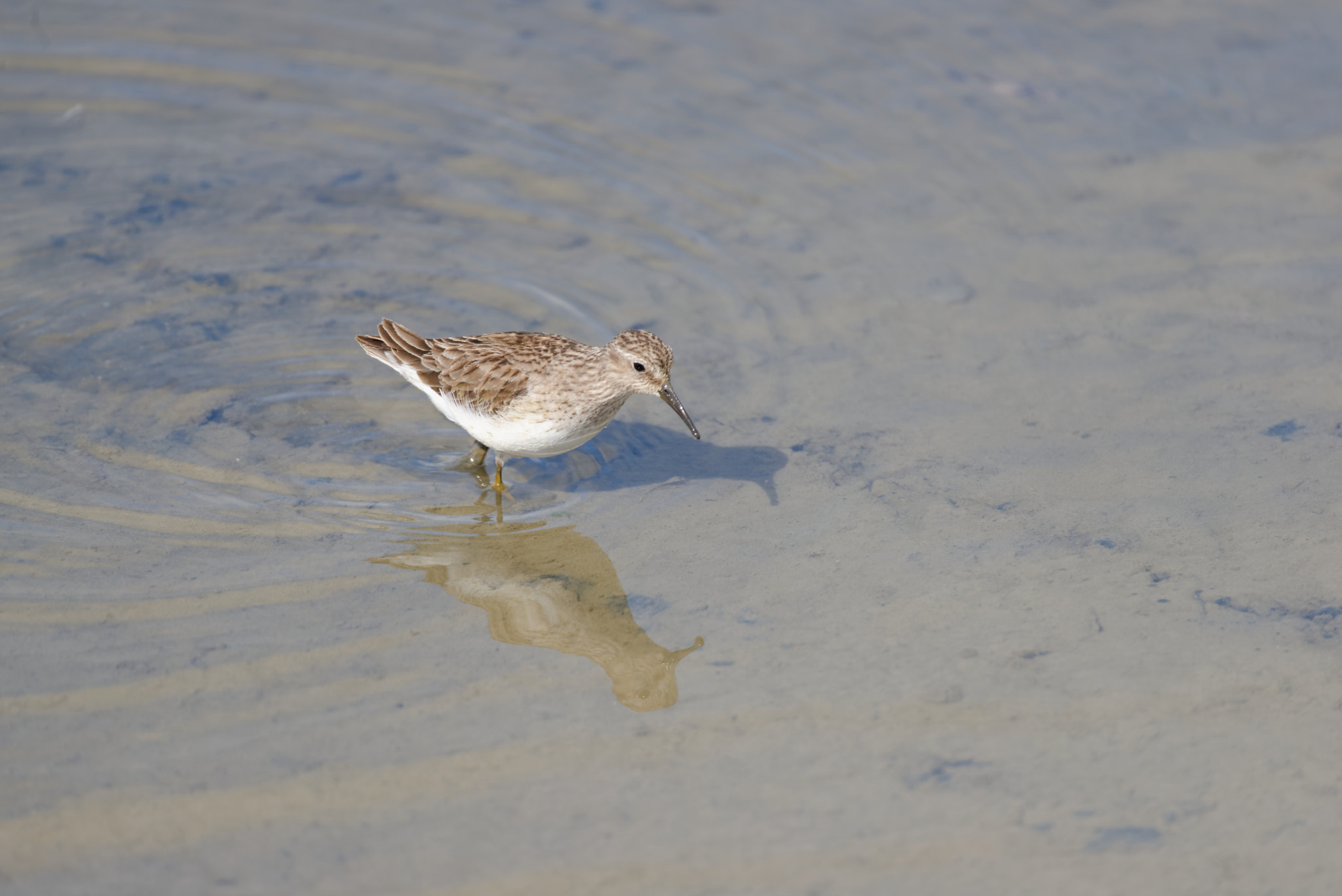 Nikon D800 sample photo. A dunlin and its reflection photography
