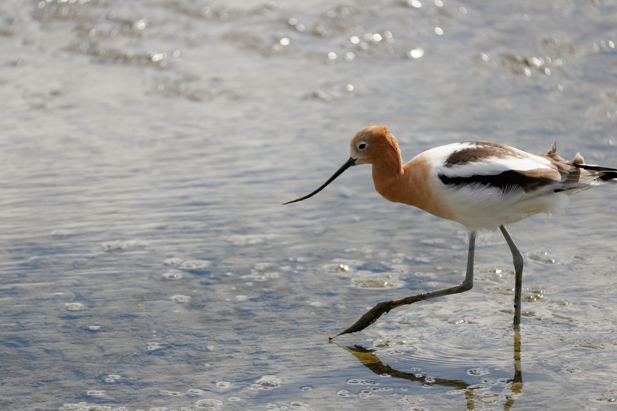 Nikon D800 sample photo. An american avocet walks into the scene... photography