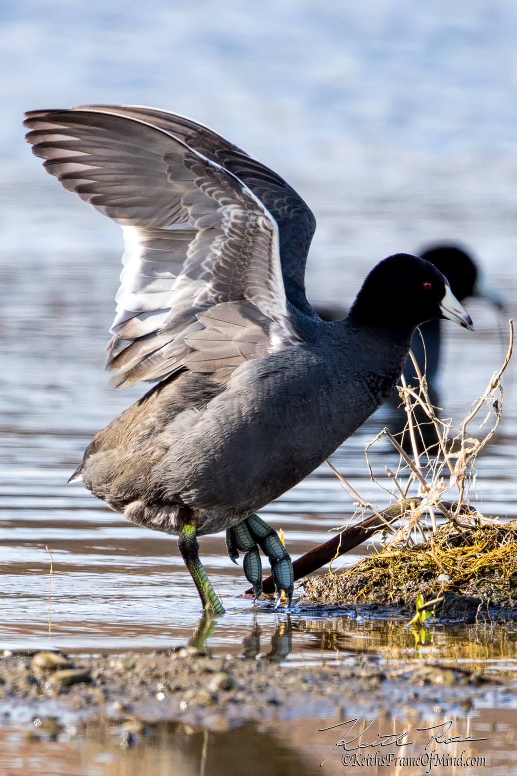 Canon EOS-1D X Mark II + Canon EF 600mm F4L IS II USM sample photo. Coot wings photography