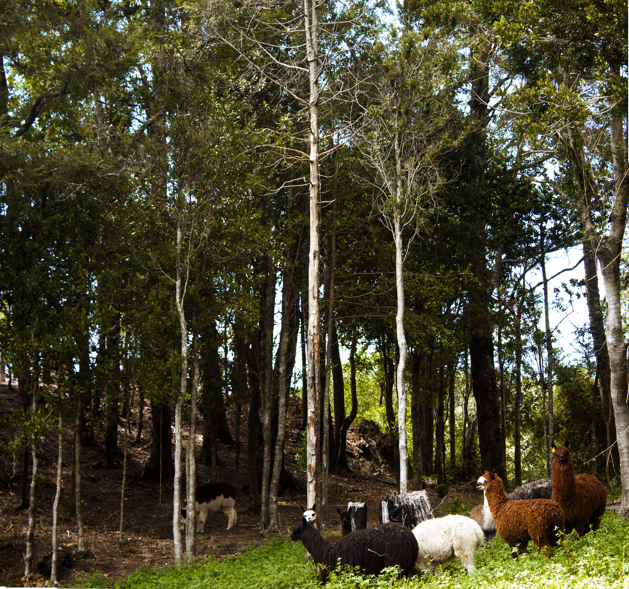 Canon EF-S 18-55mm F3.5-5.6 IS sample photo. Llamas photography