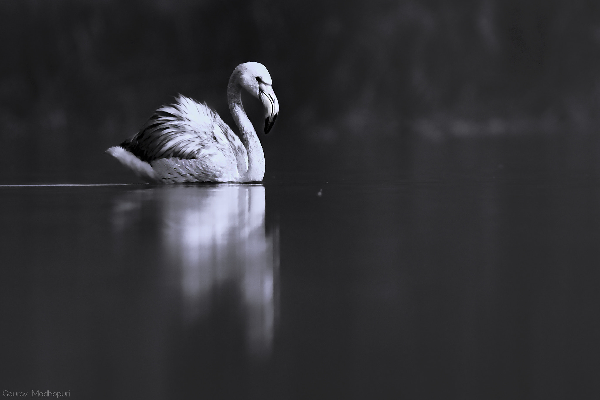 Canon EF 300mm F4L IS USM sample photo. Greater flamingo photography