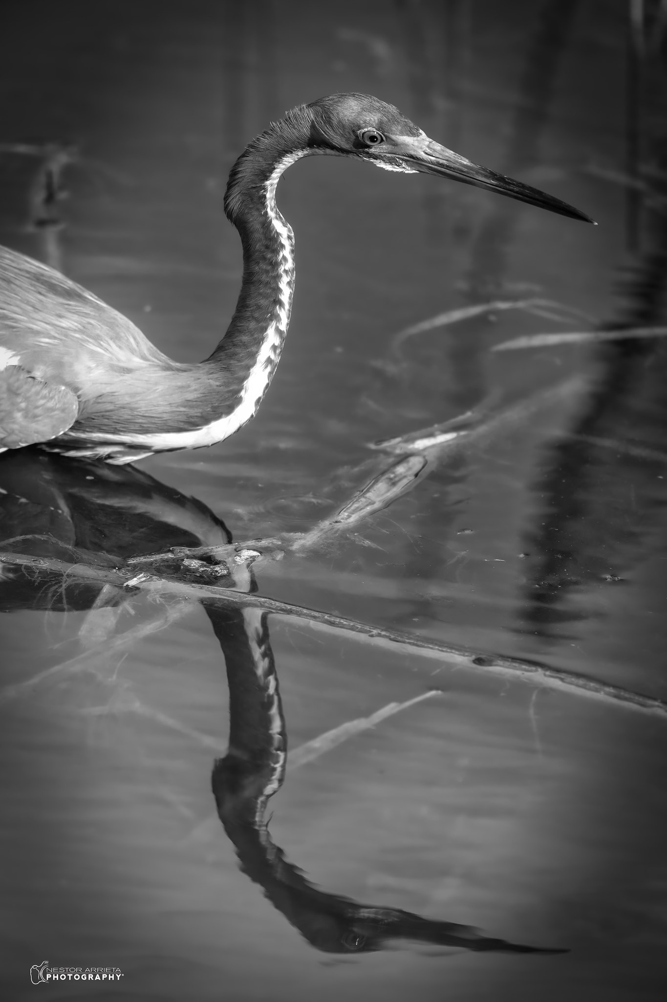 Canon EF 400mm F5.6L USM sample photo. Reflection photography