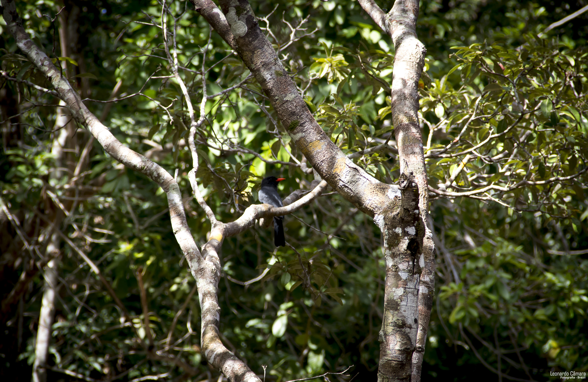 Canon EF-S 18-135mm F3.5-5.6 IS sample photo. Araguaia river - brazil photography