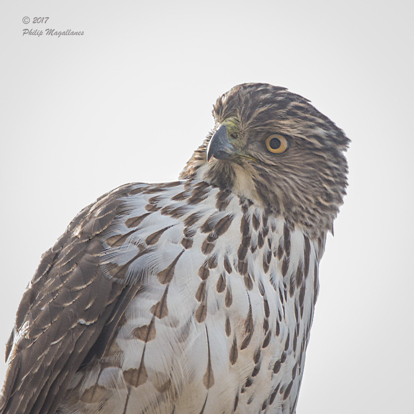 Nikon Nikkor AF-S 300mm F4E PF ED VR sample photo. Sharp shinned hawk juvenile photography